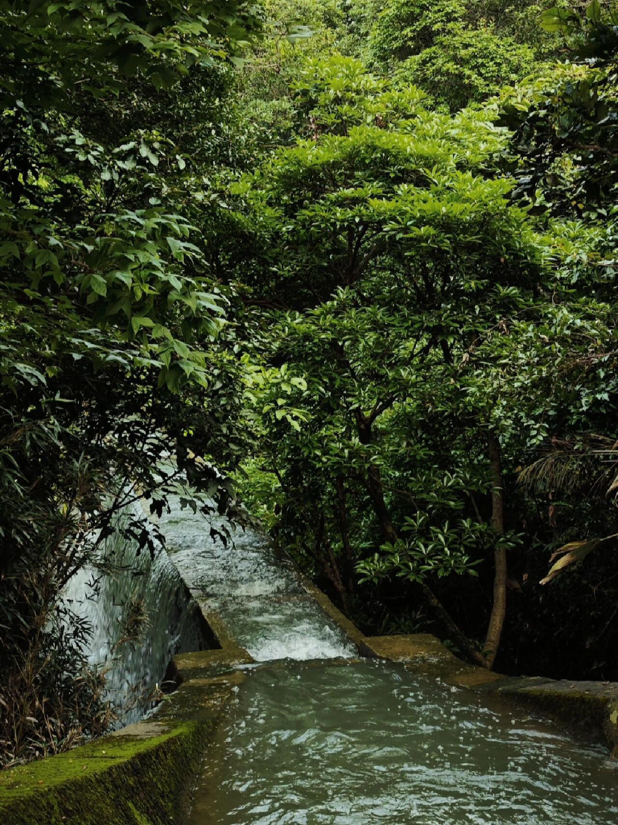 大南山森林公园旅行图片 1