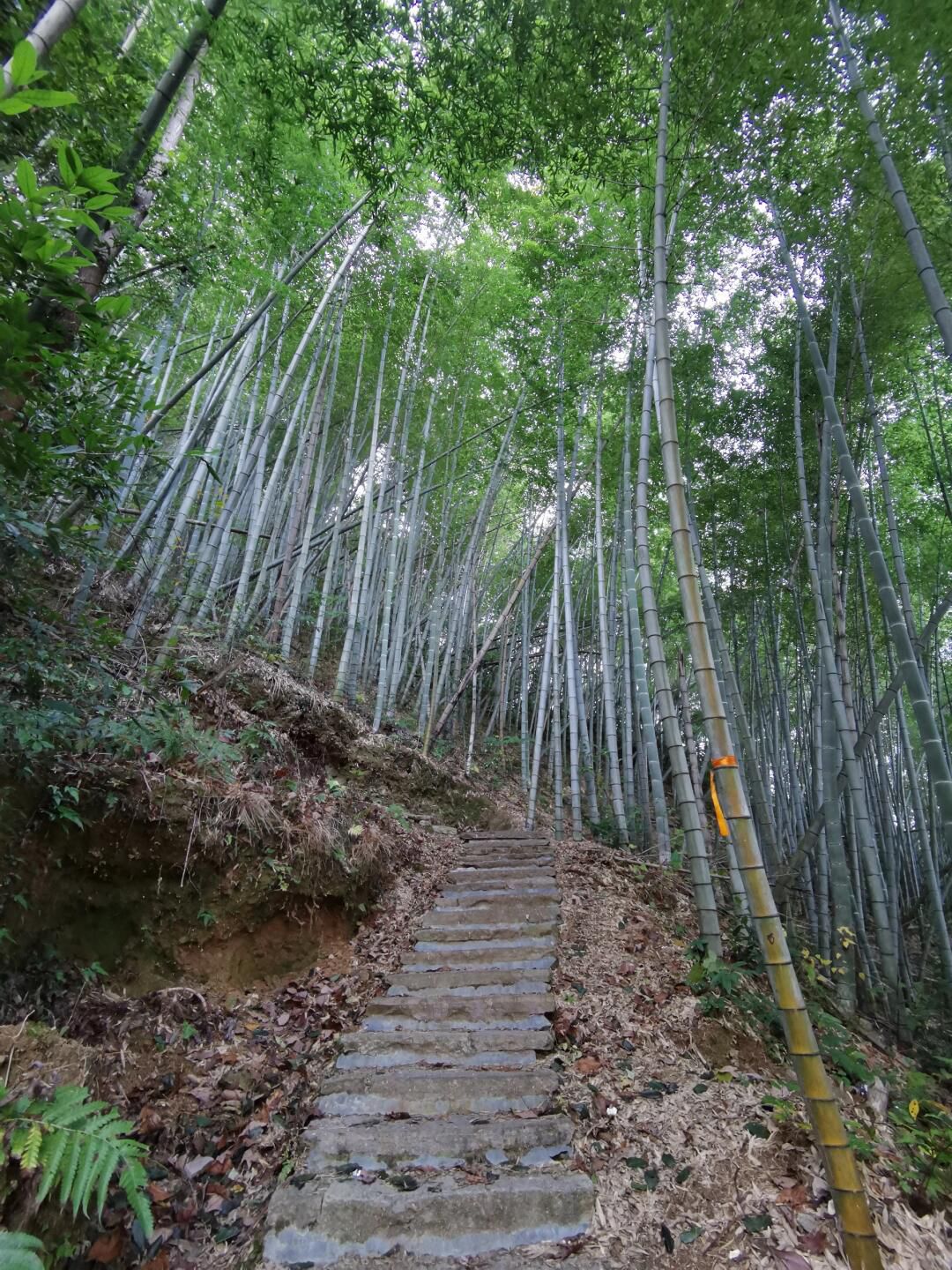 栖霞坑古道旅行图片 1