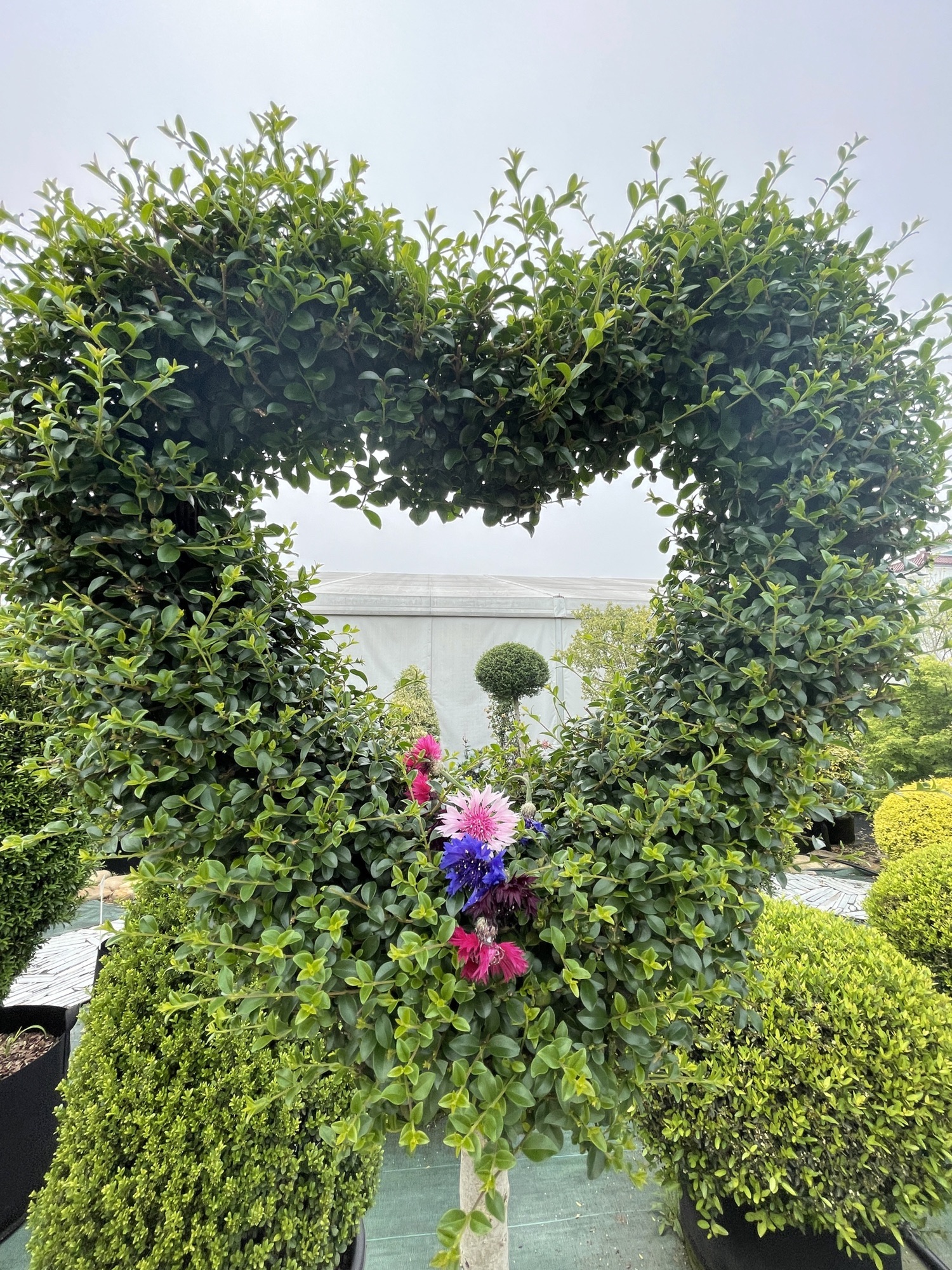 虹越花卉股份有限公司