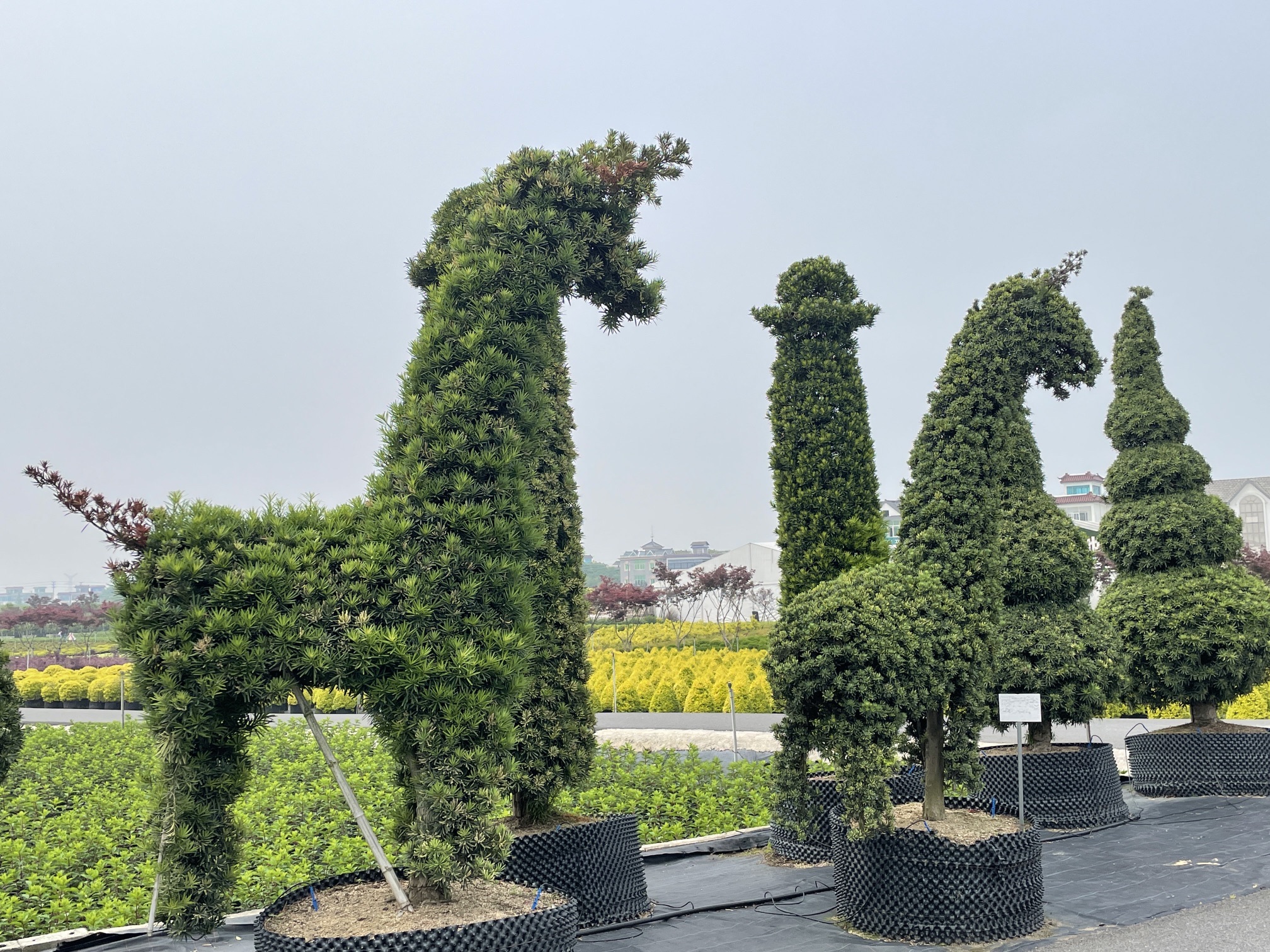 虹越花卉股份有限公司