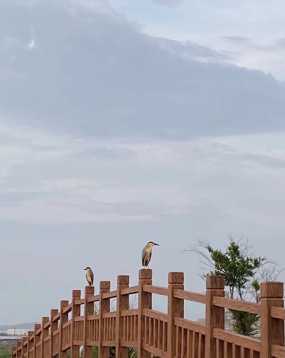 大乌石村滨水樱花园旅行图片 2