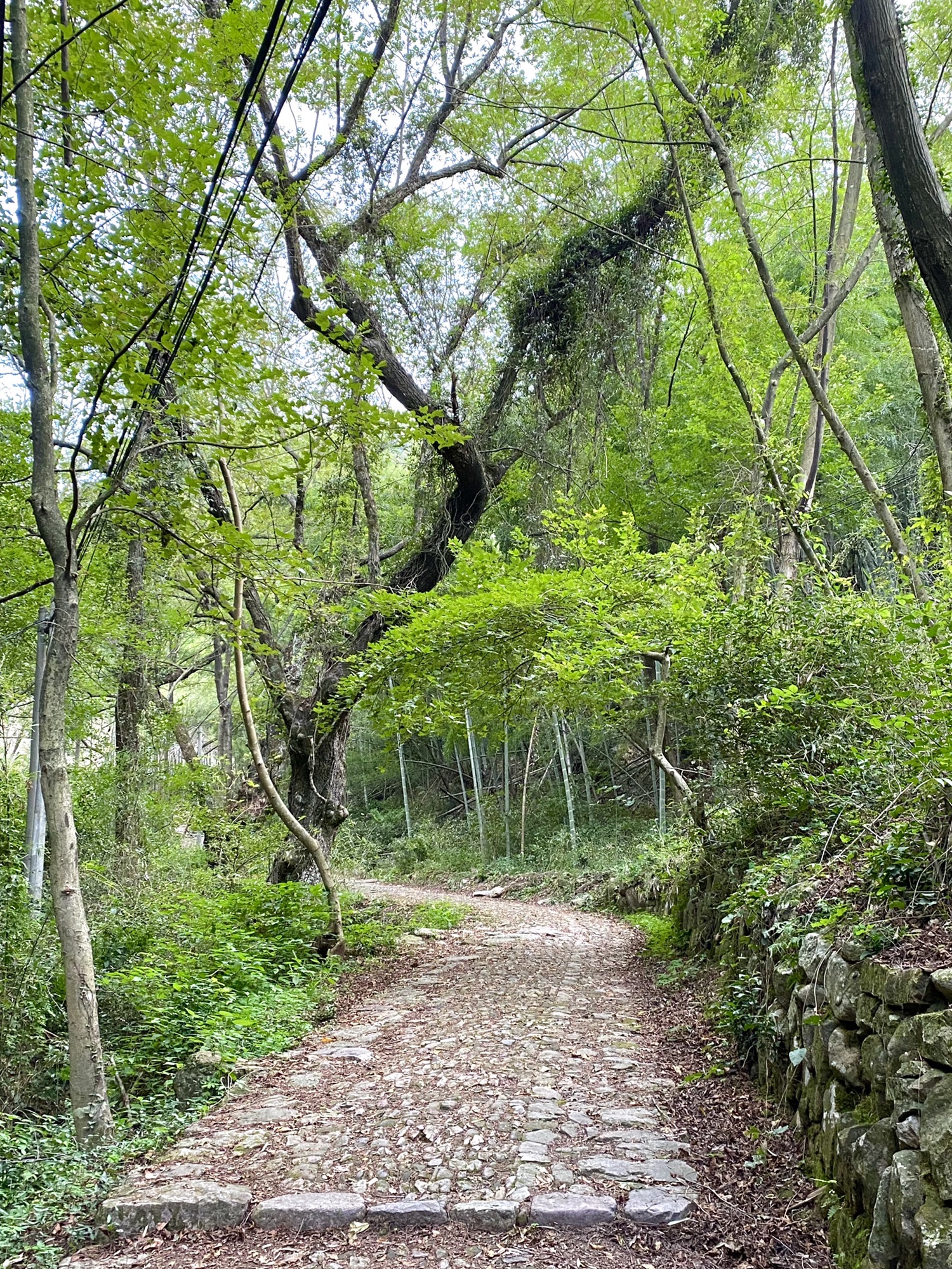 日铸岭古道旅行图片 3