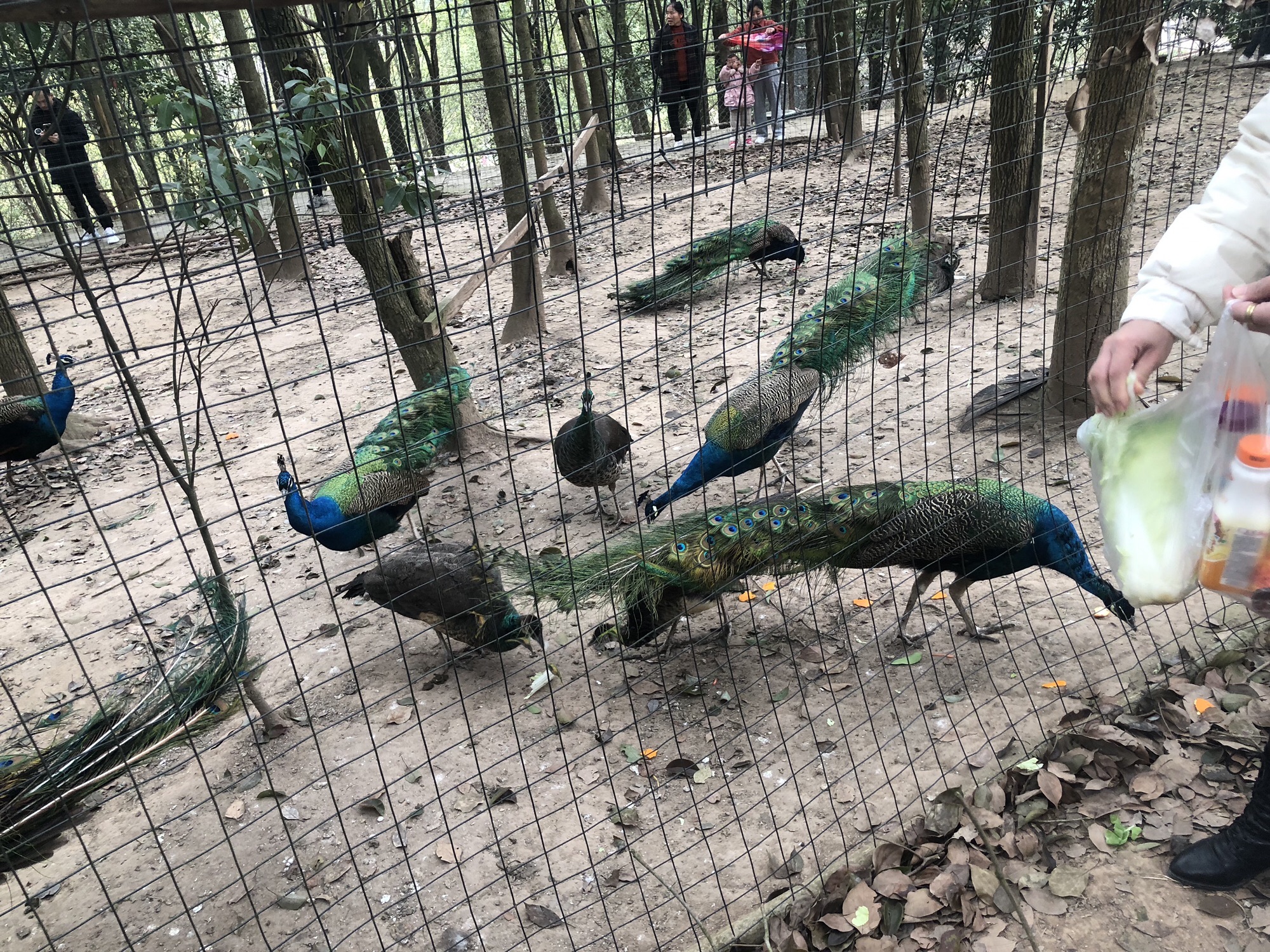 花香田园旅行图片 3