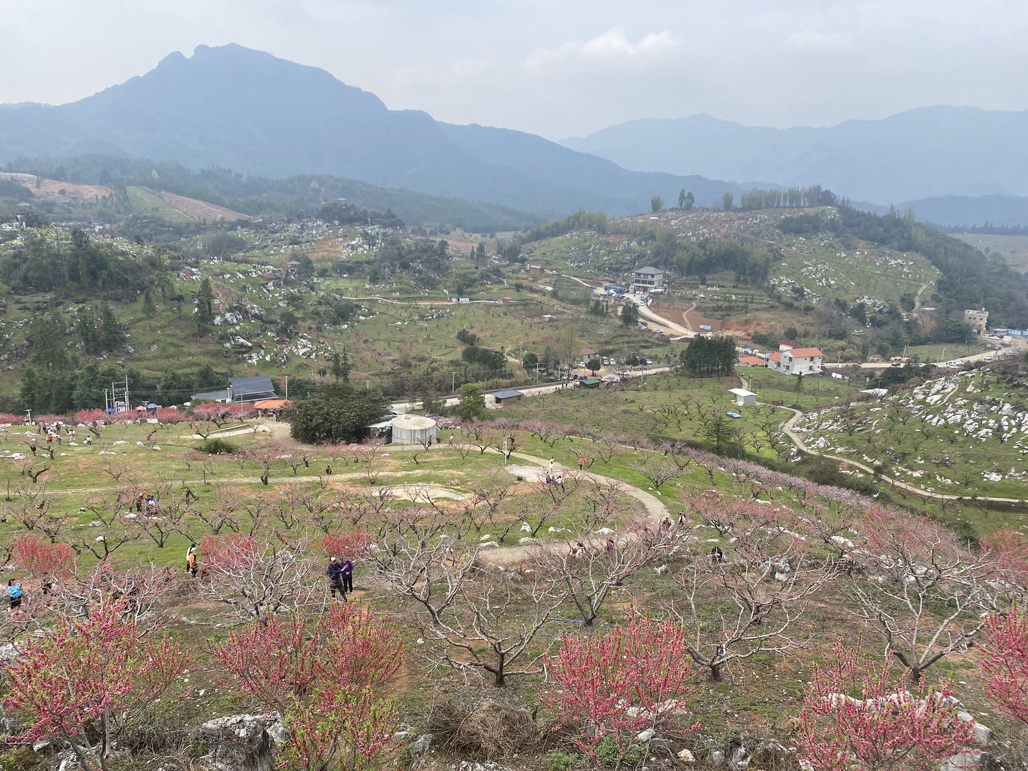 上坪桃花山旅行图片 3