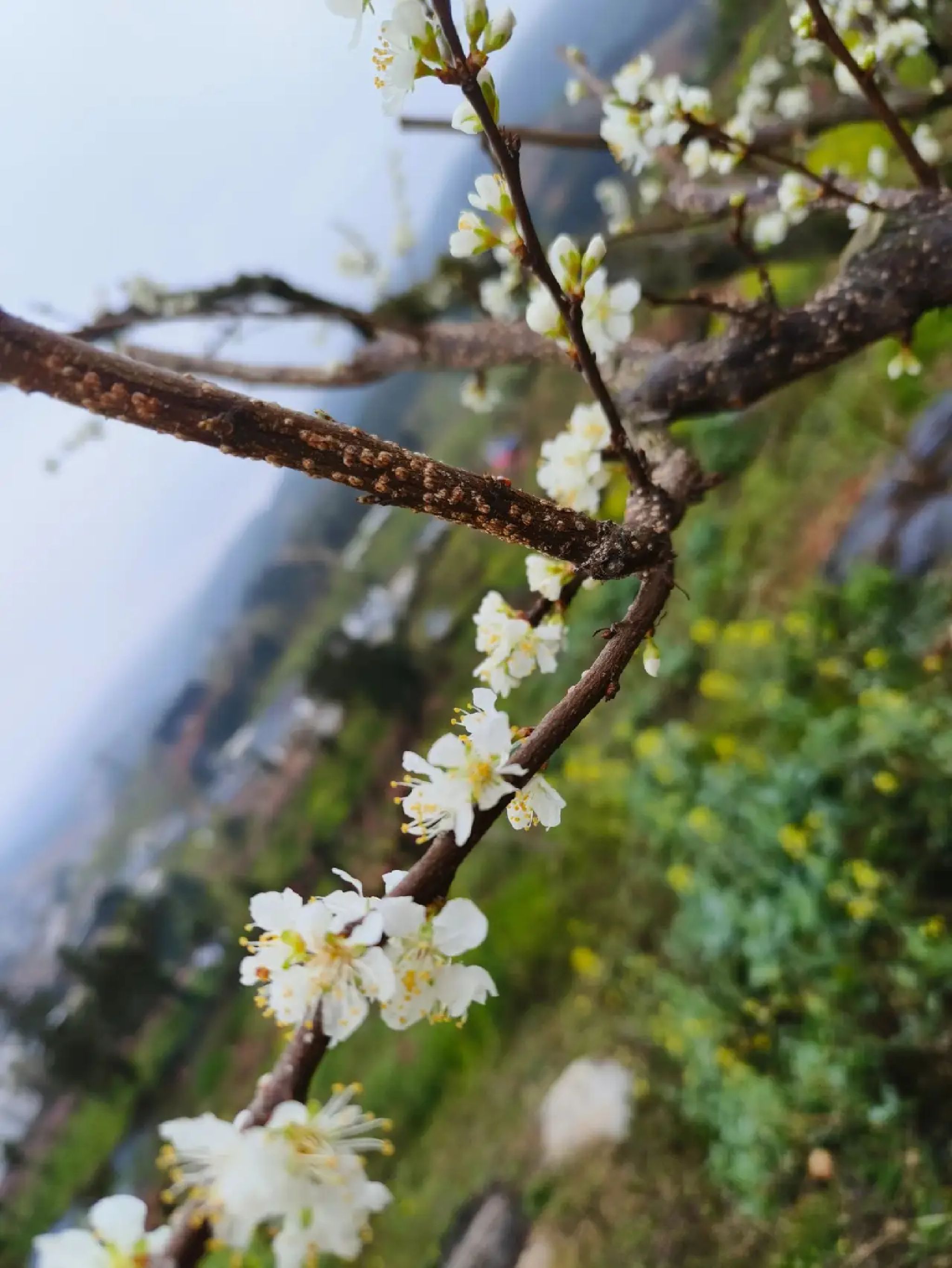 上坪桃花山旅行图片 1
