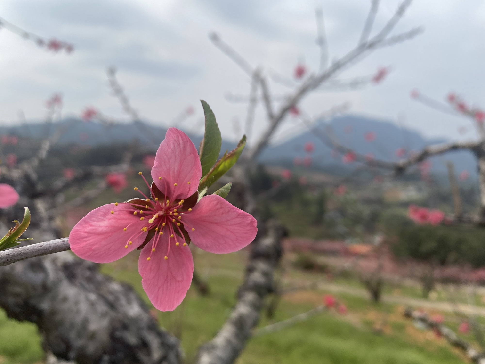上坪桃花山旅行图片 2