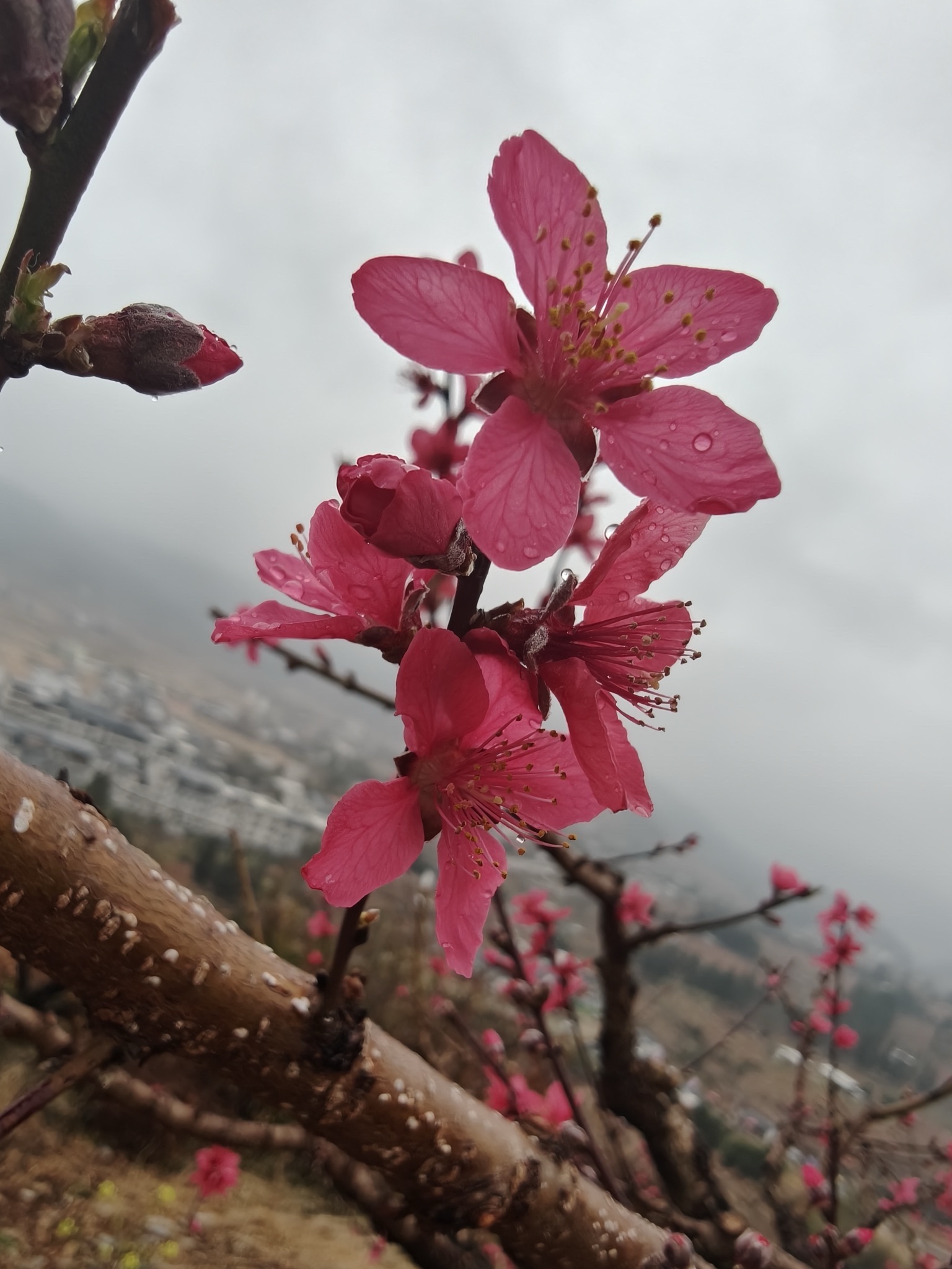 上坪桃花山旅行图片 1