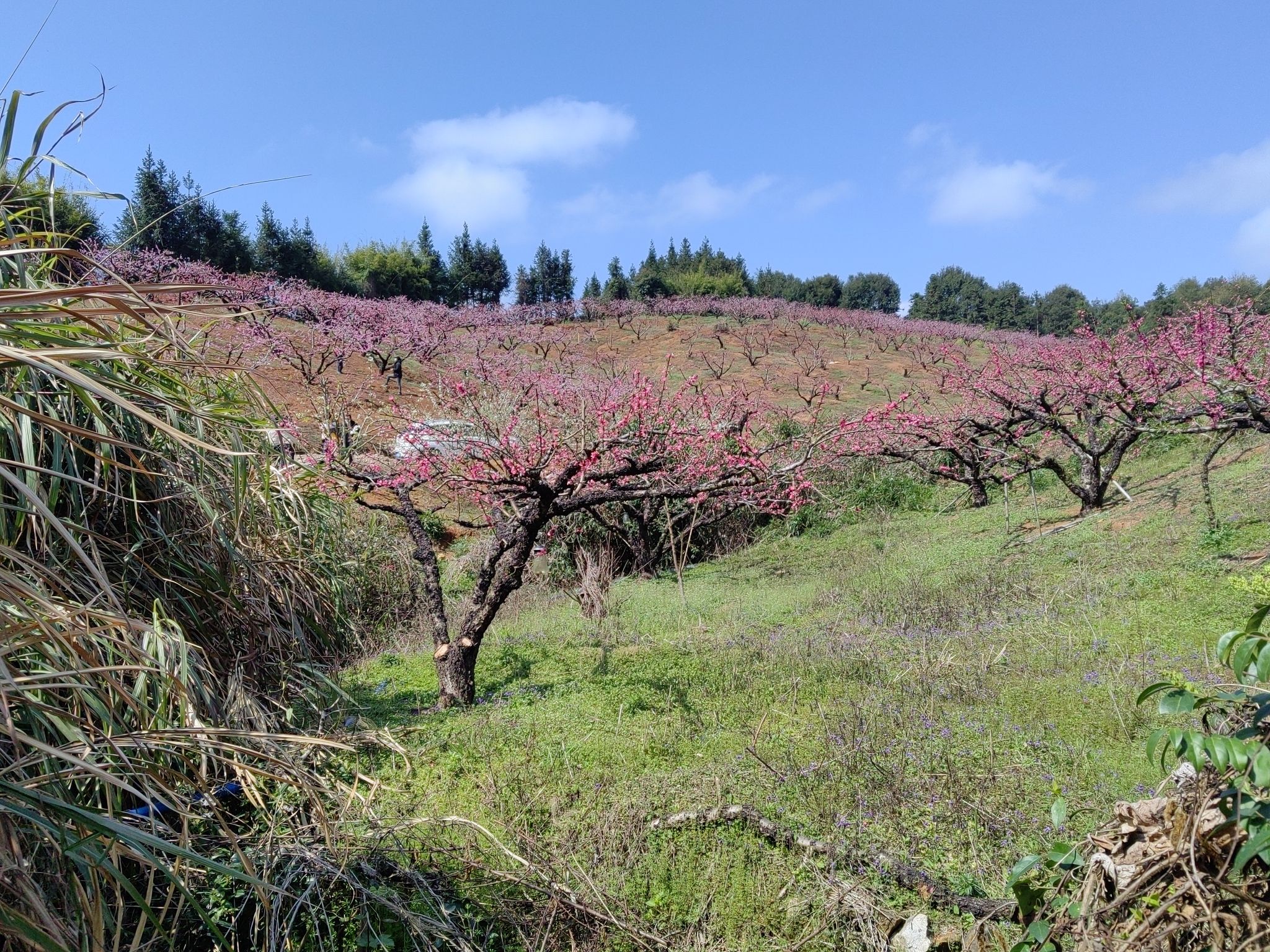 上坪桃花山旅行图片 1