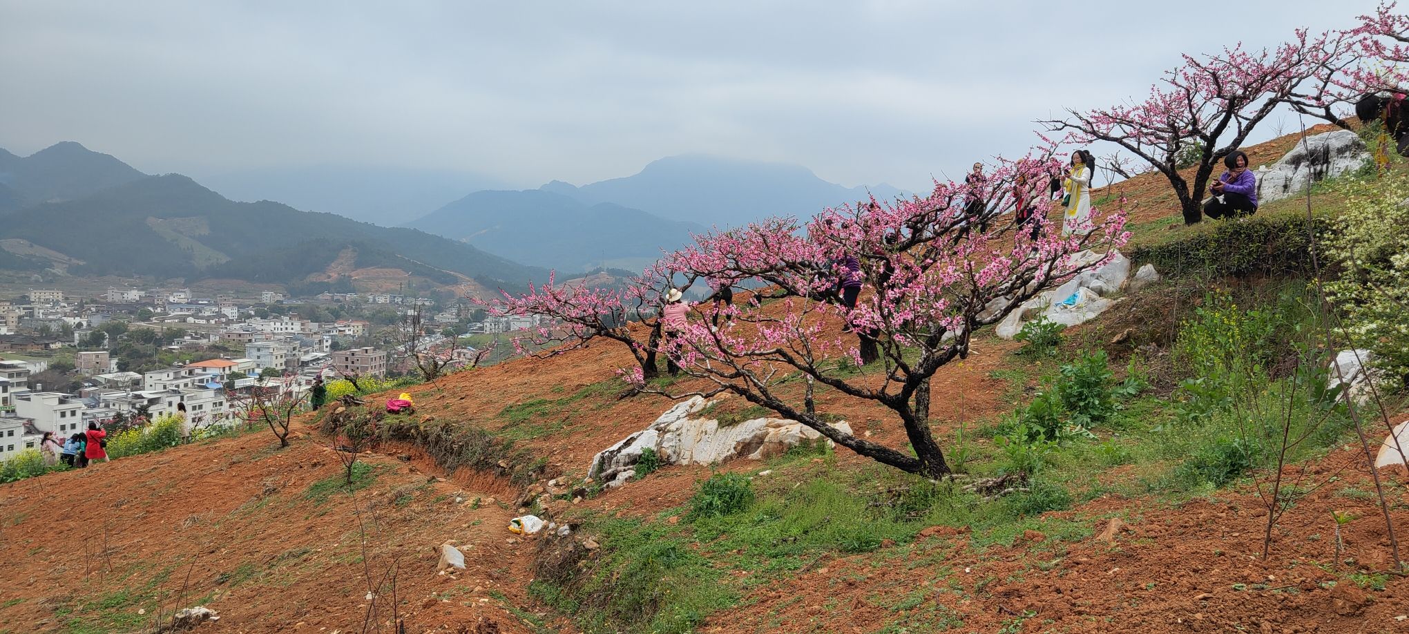 上坪桃花山旅行图片 1