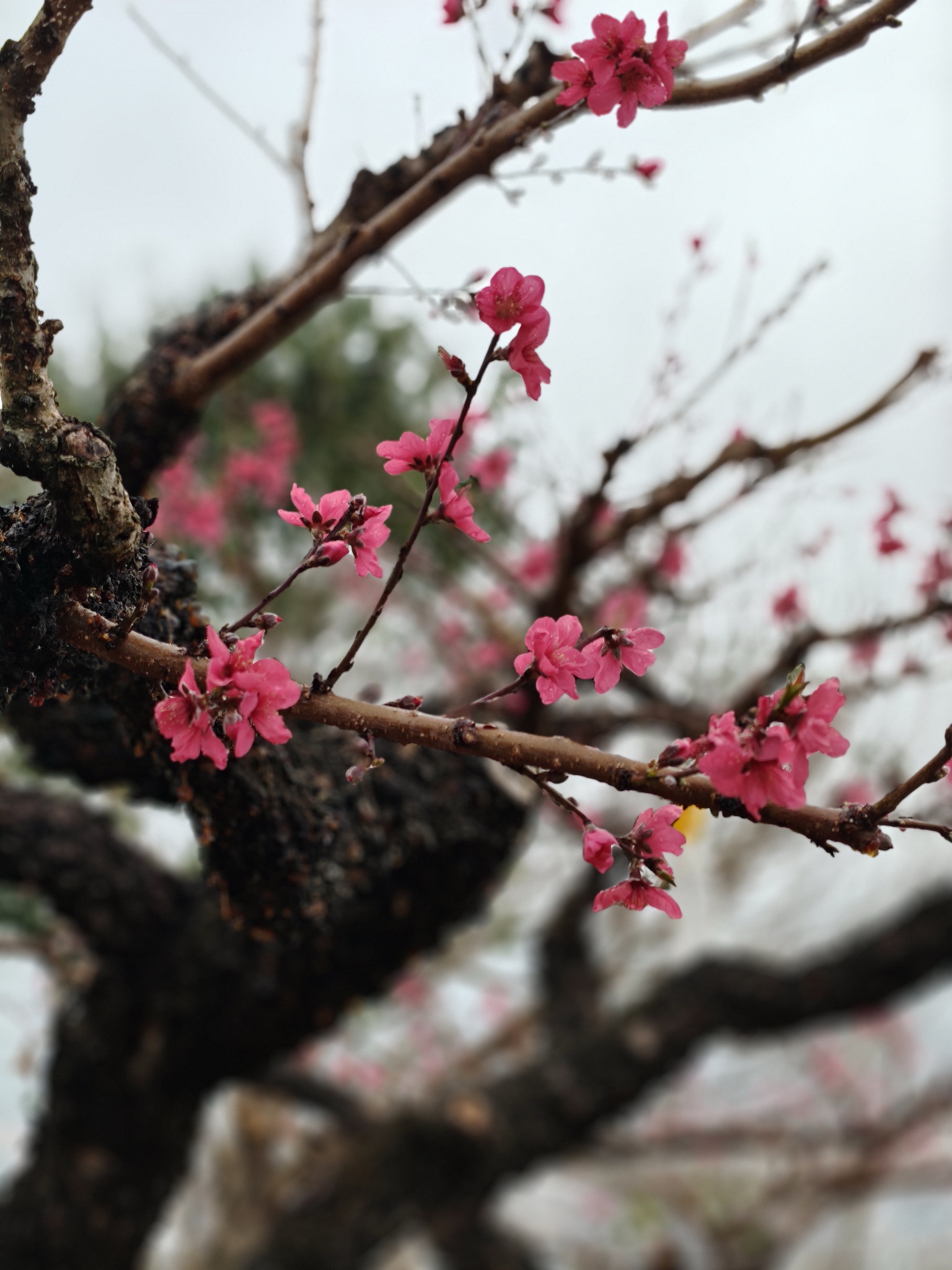 上坪桃花山旅行图片 2