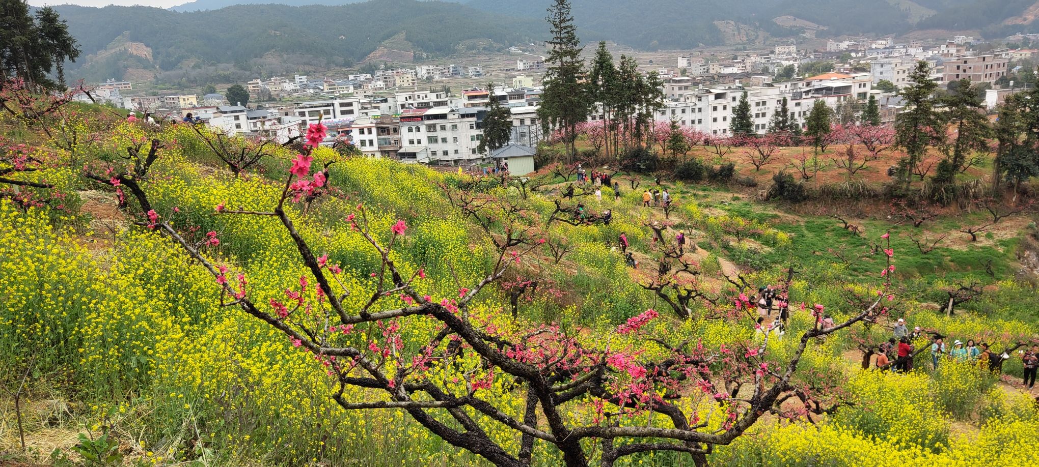 上坪桃花山旅行图片 3