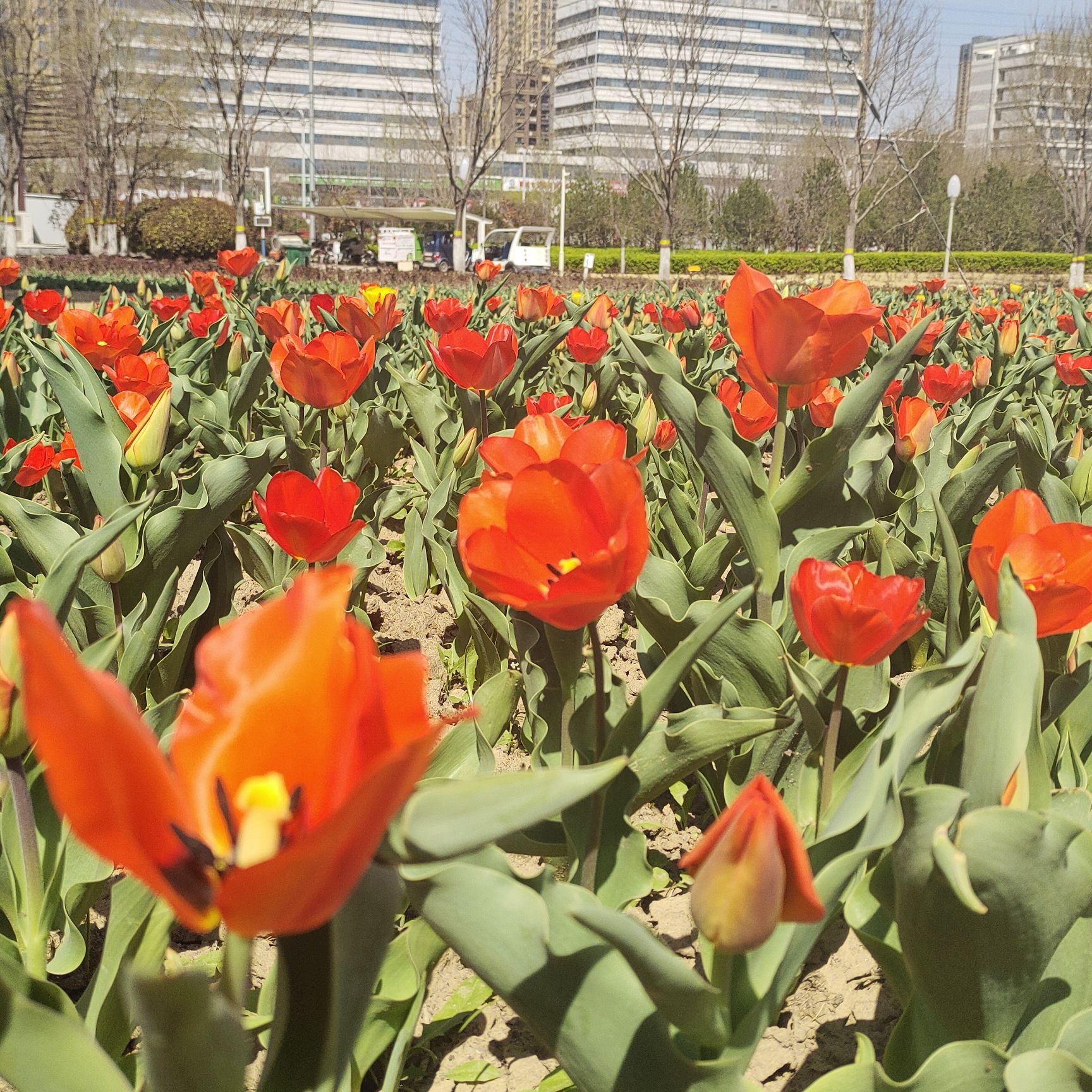 九州洼月季旅游景区旅行图片 2
