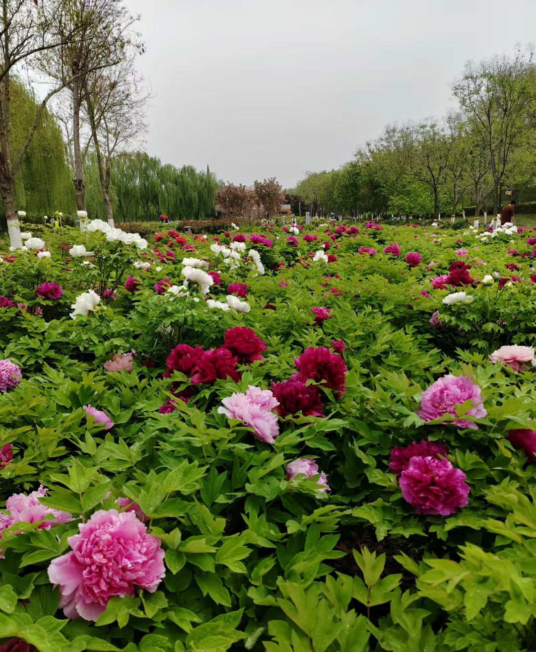 九州洼月季旅游景区旅行图片 2