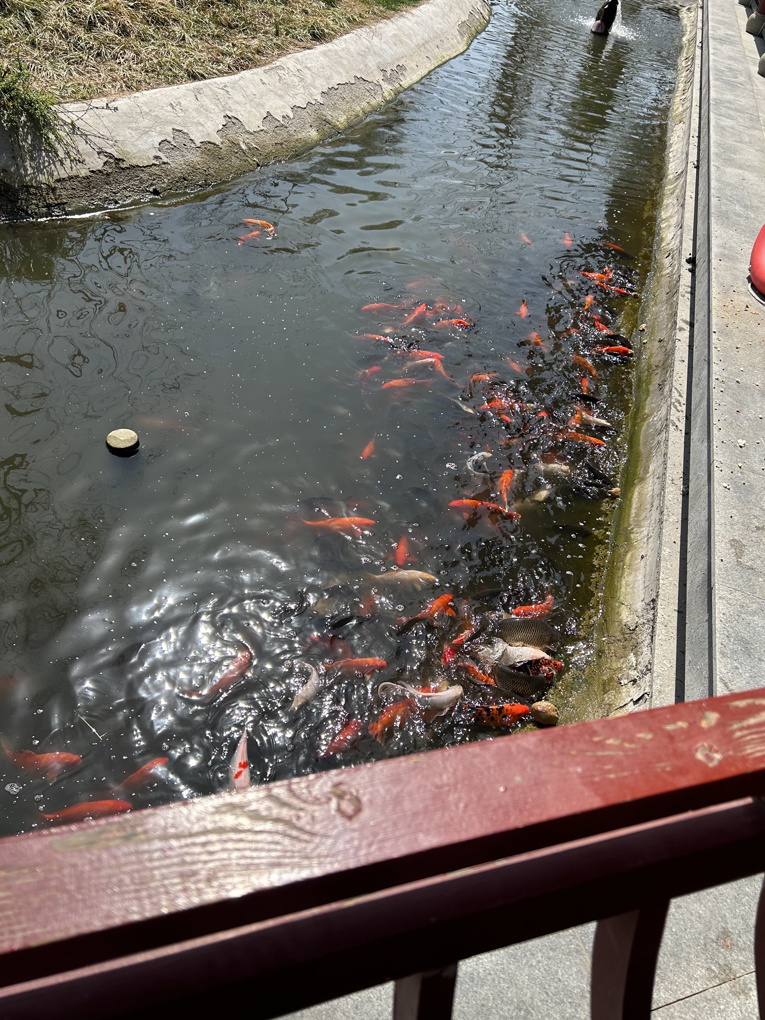 九州洼月季旅游景区旅行图片 1