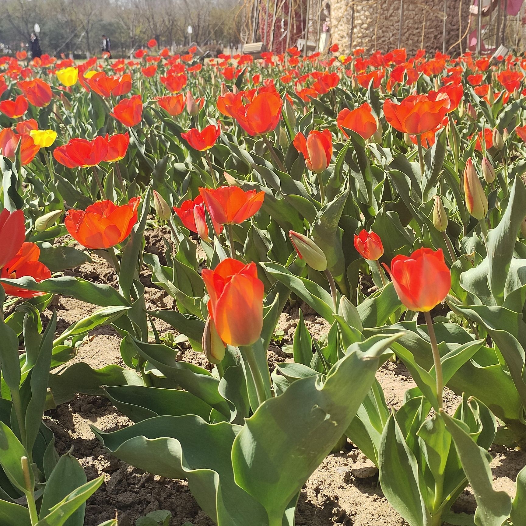 九州洼月季旅游景区旅行图片 1