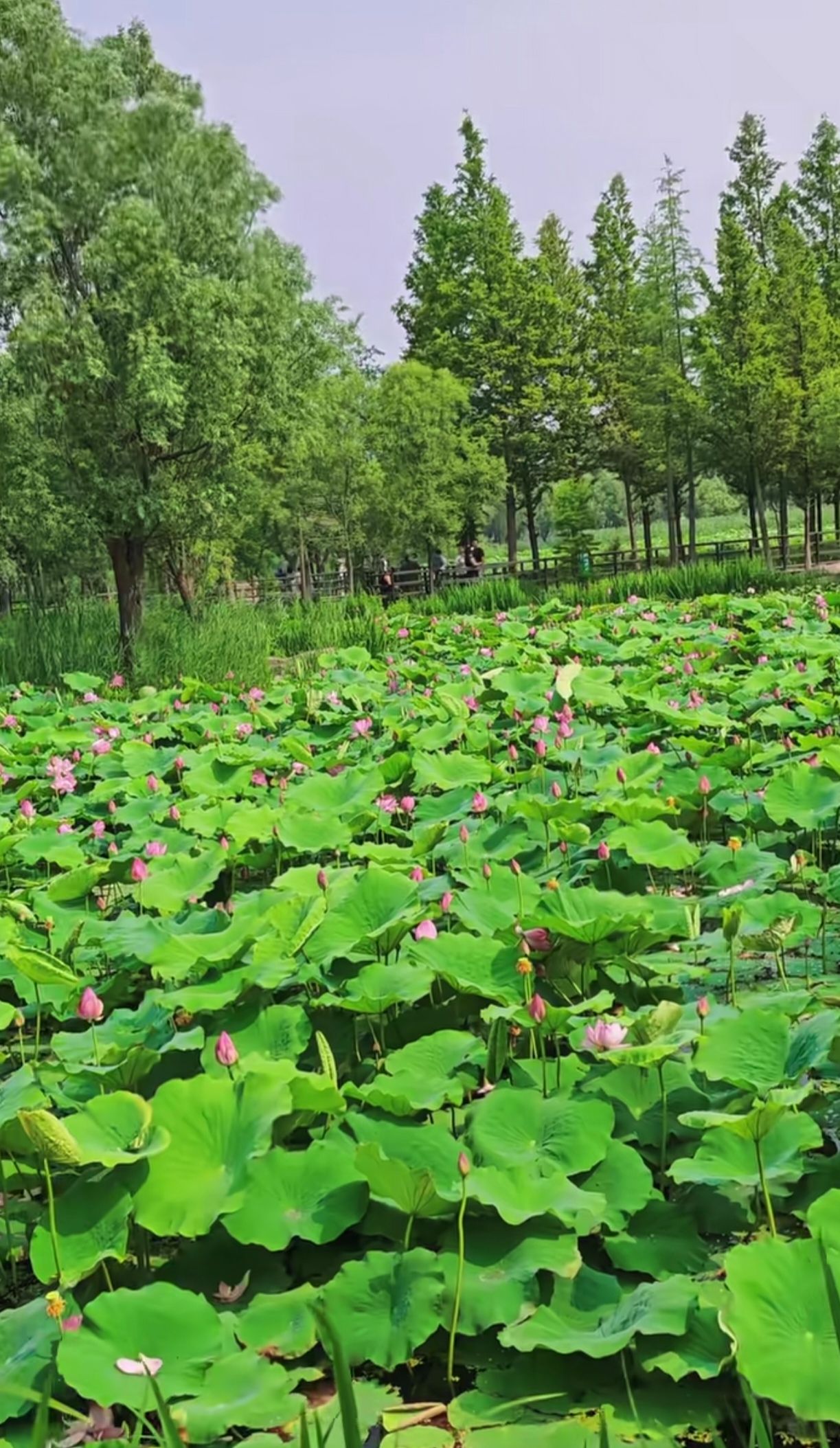 烟台市滨河公园旅行图片 1