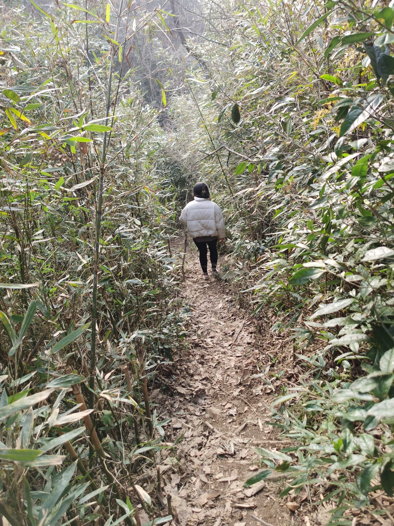 龙祈山风景区旅行图片 3