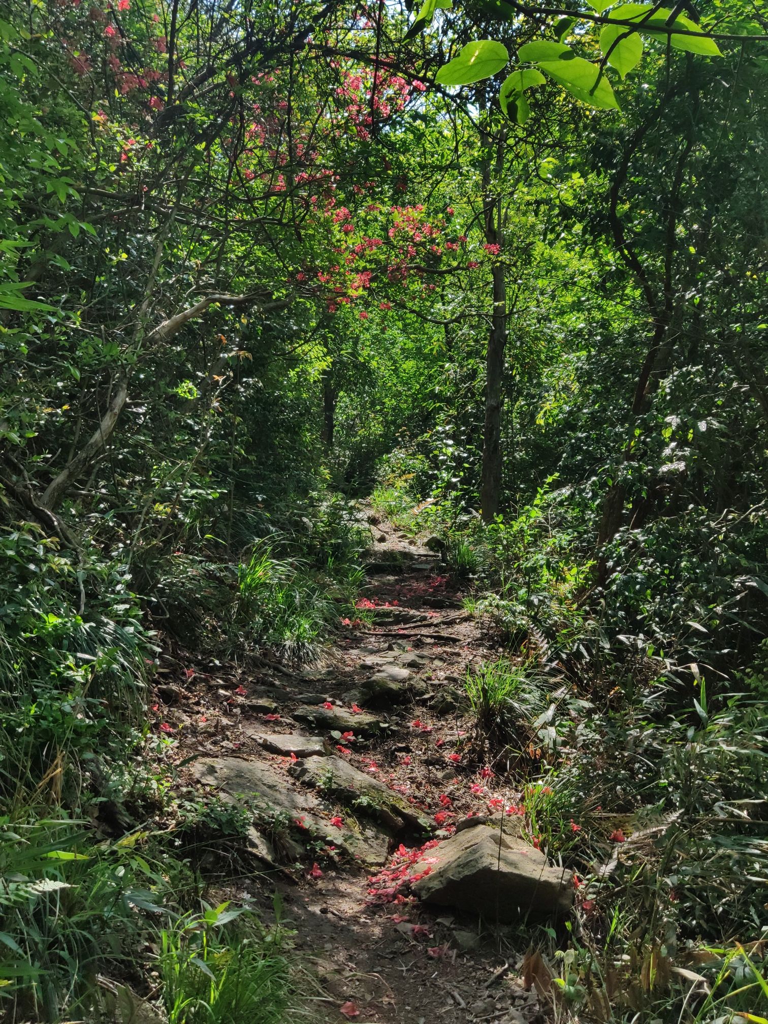 龙祈山风景区旅行图片 2