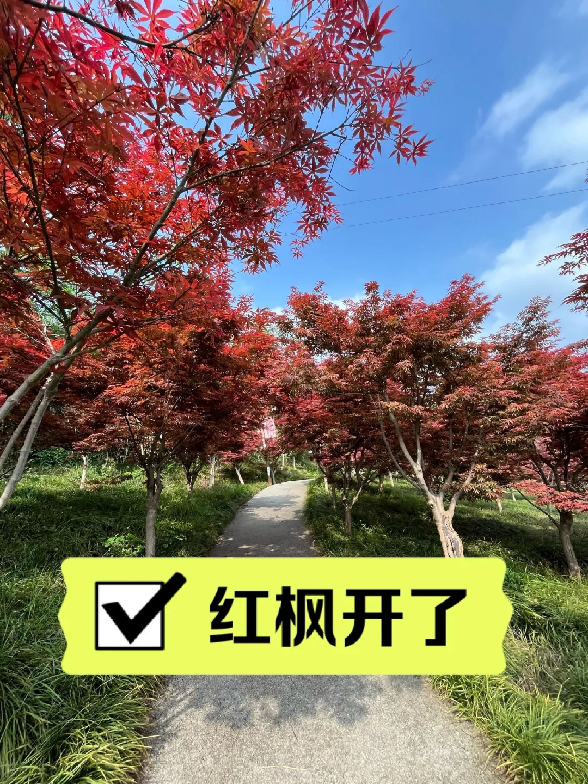 南湖多彩植物园旅行图片 1