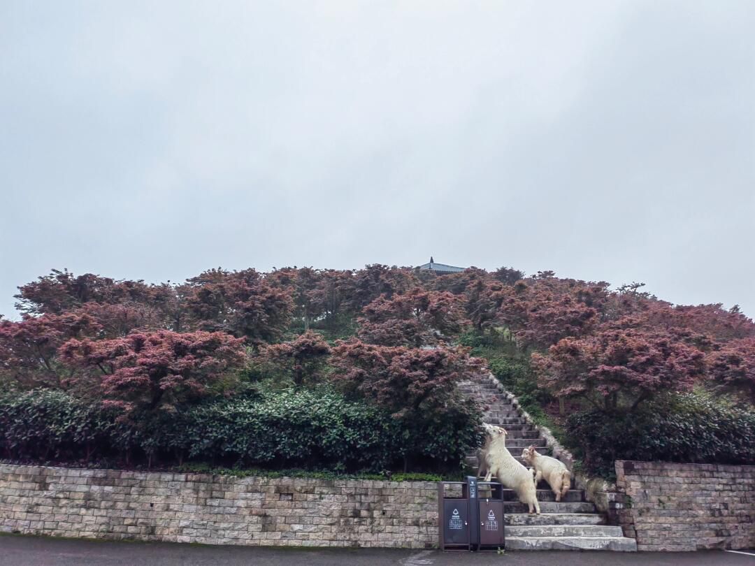 南湖多彩植物园旅行图片 2
