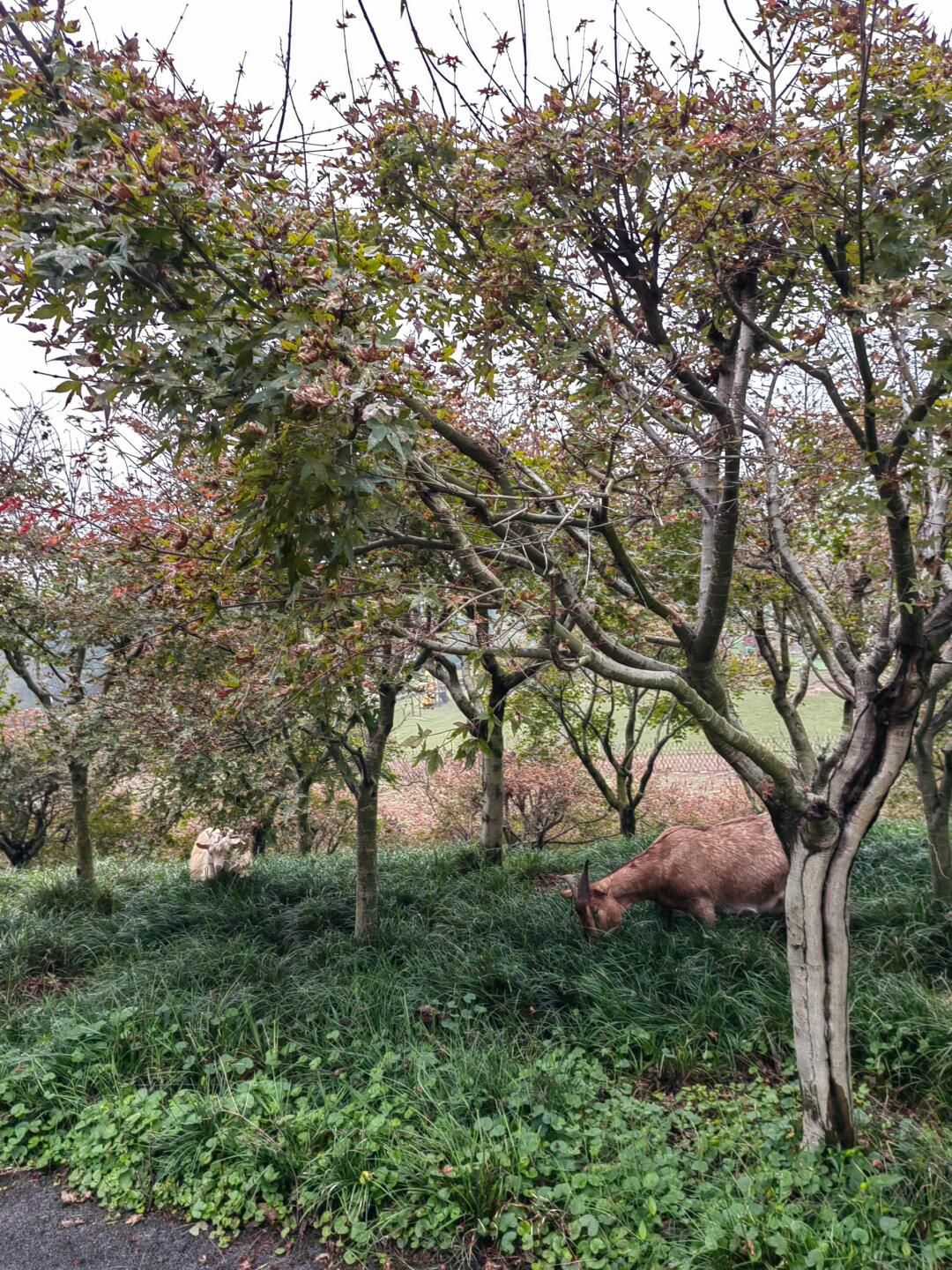 南湖多彩植物园旅行图片 3