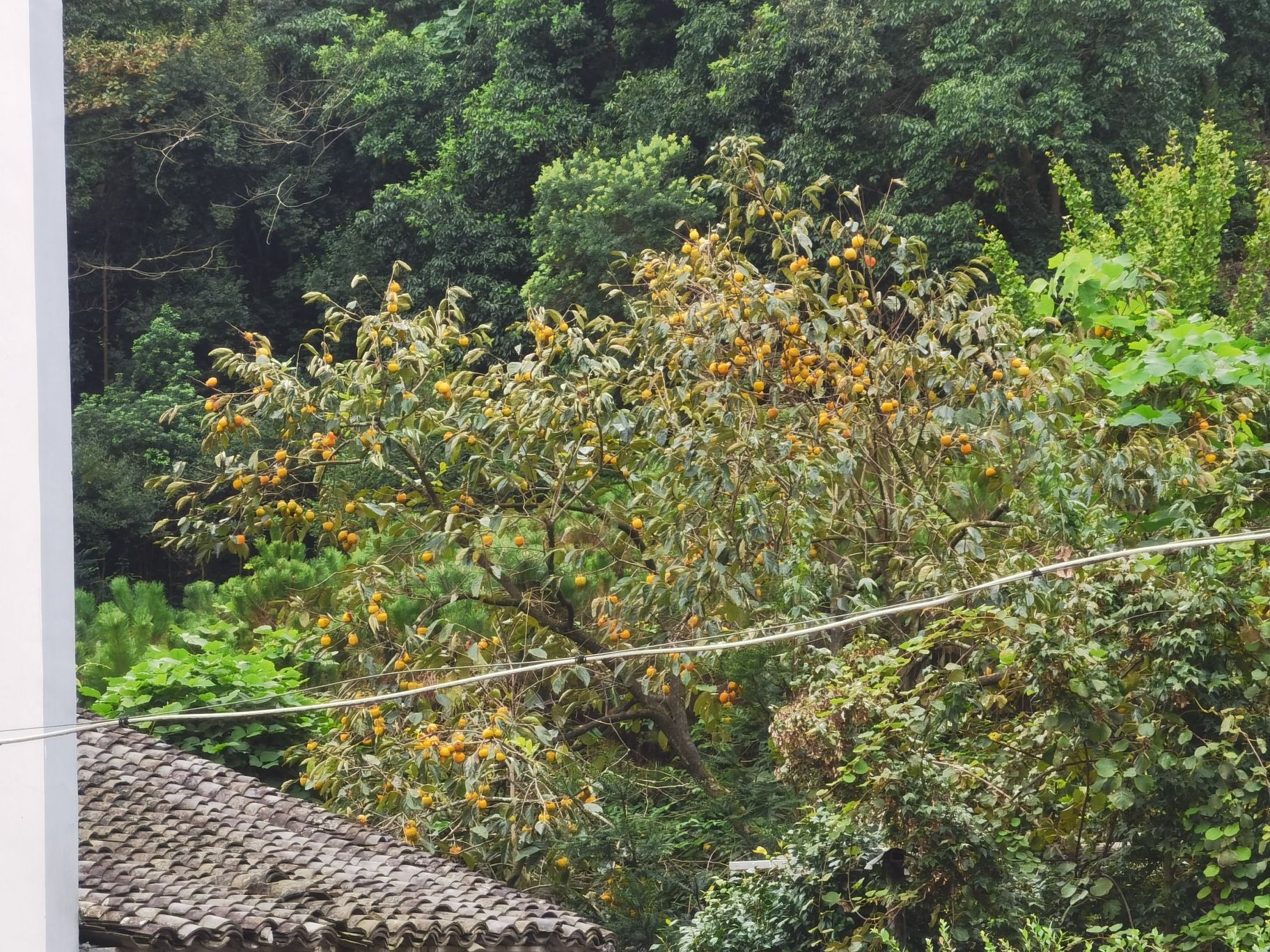 新昌小黄山旅行图片 3