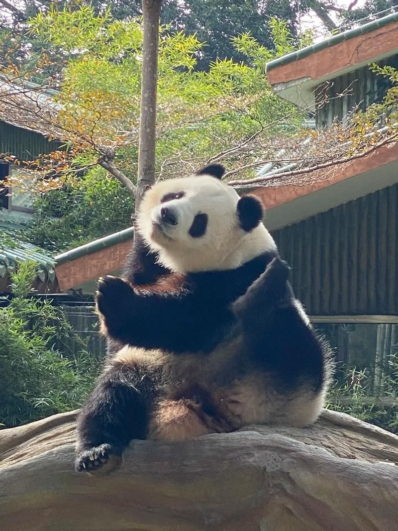 罗庄动物园旅行图片 3
