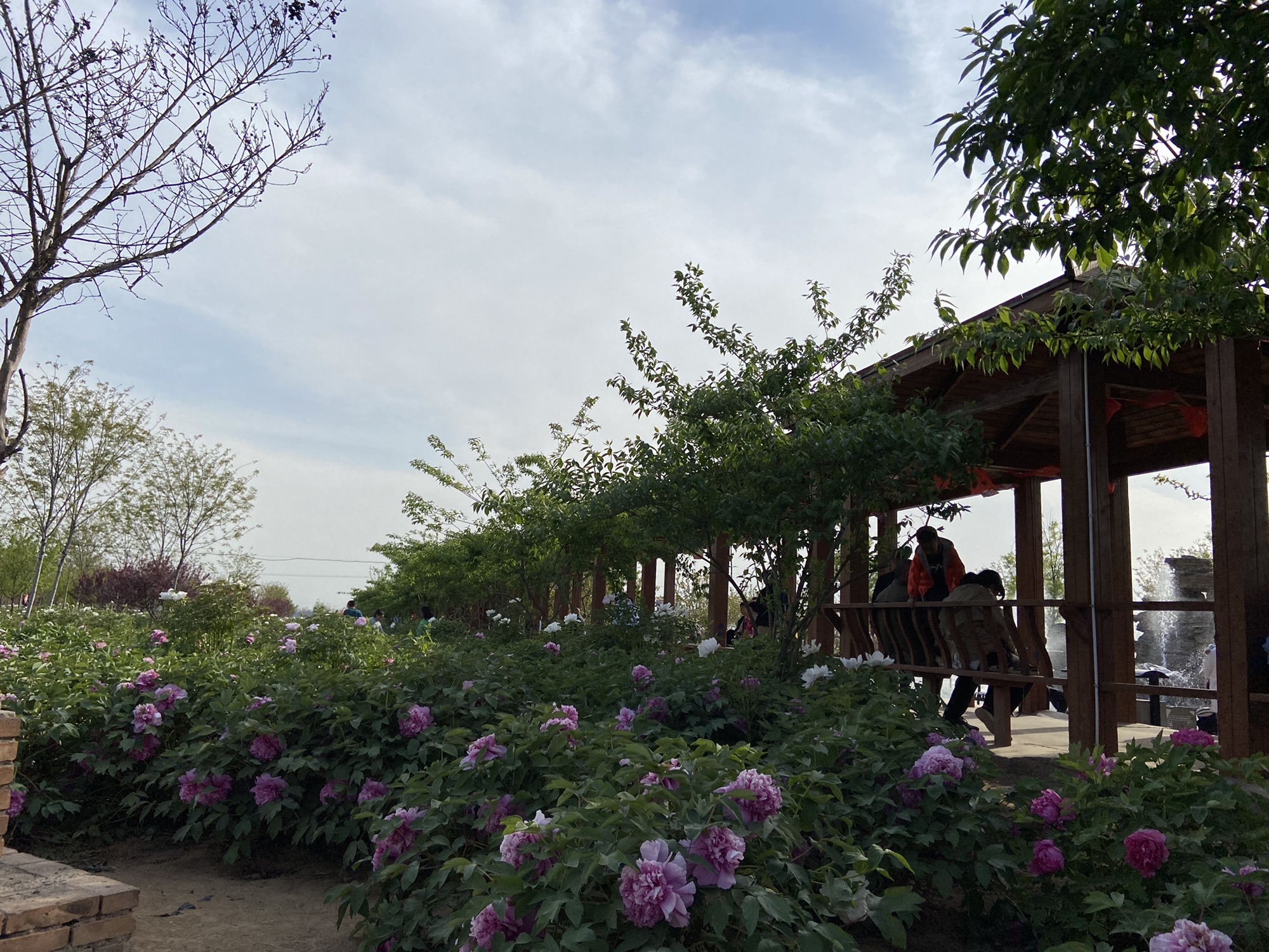 洪洞龙兴牡丹园旅行图片 3