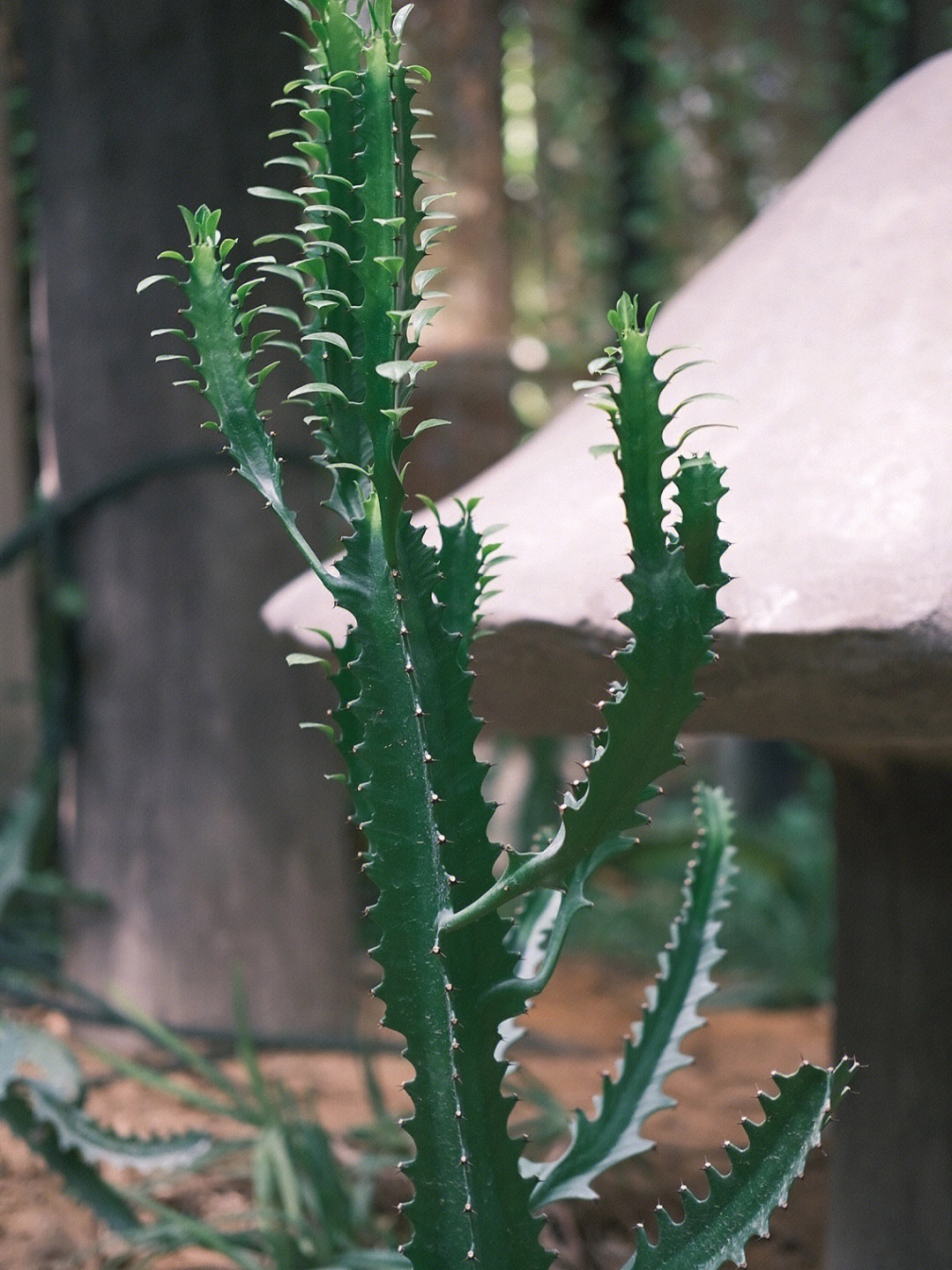 盐城植物园旅行图片 1