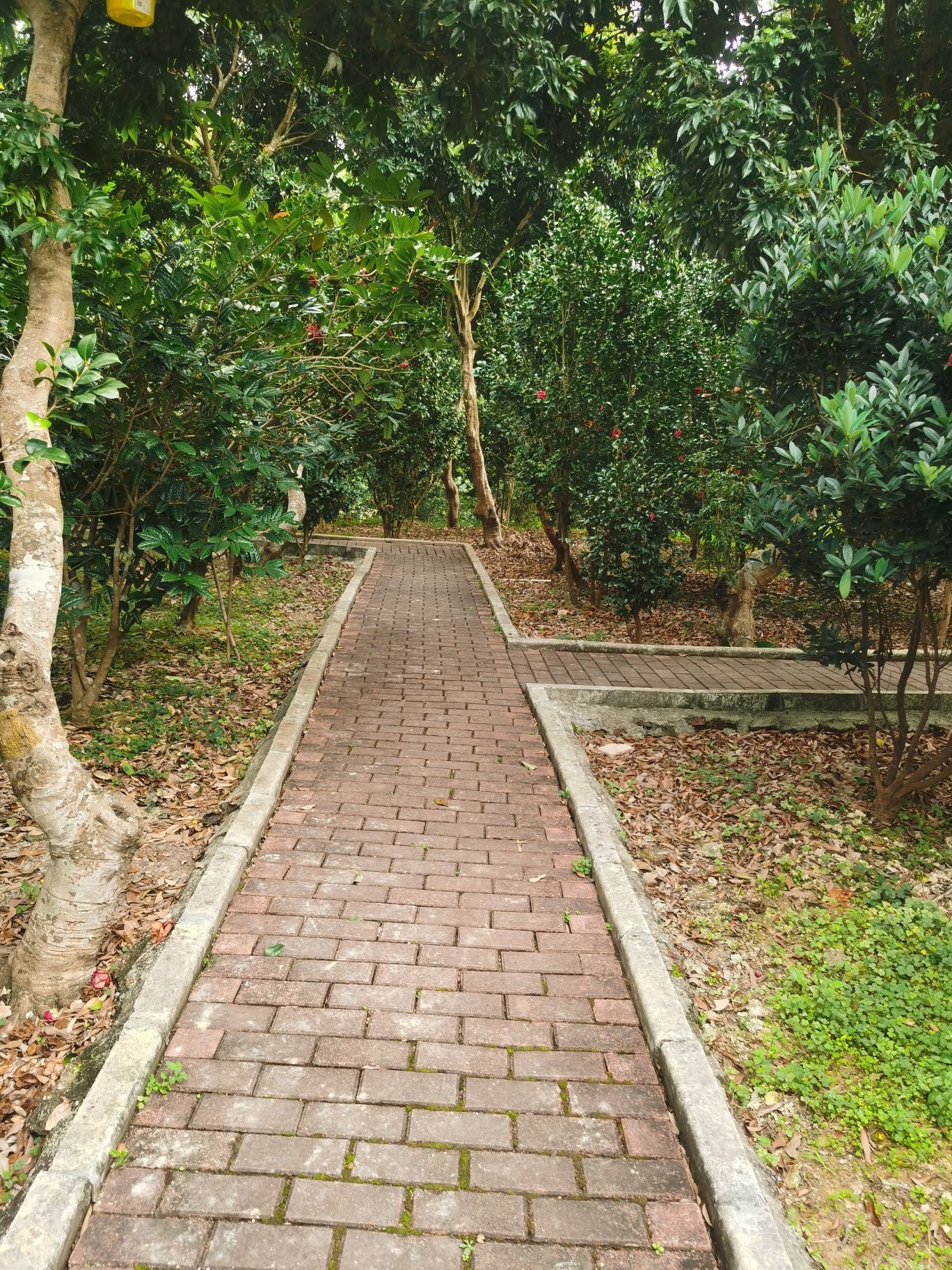 云浮植物园旅行图片 3