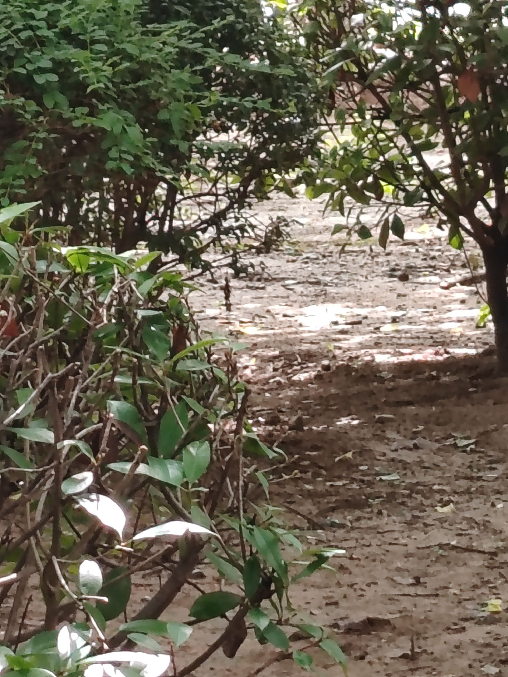 邓州市湍河国家湿地公园旅行图片 1