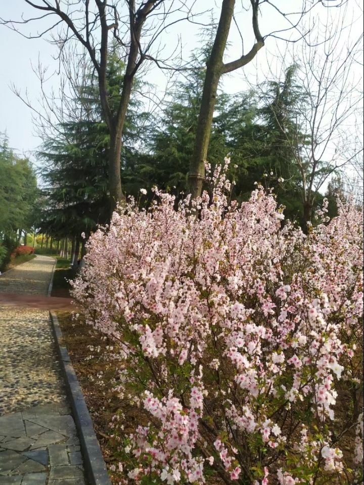 邓州市湍河国家湿地公园旅行图片 3