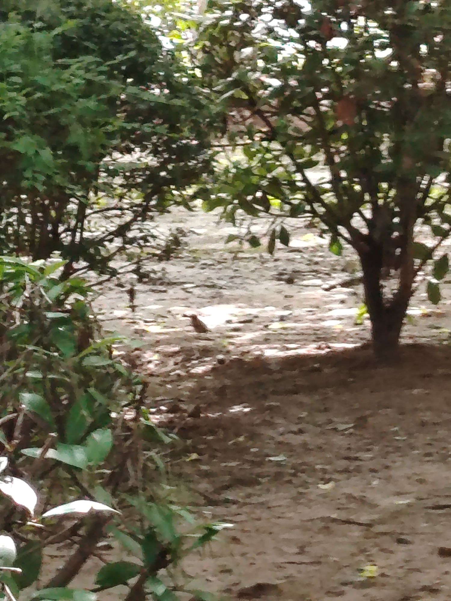 邓州市湍河国家湿地公园旅行图片 2