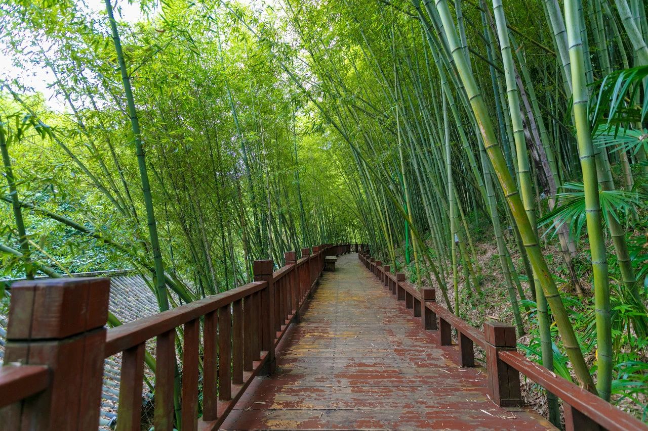 大洞竹海景区旅行图片 2