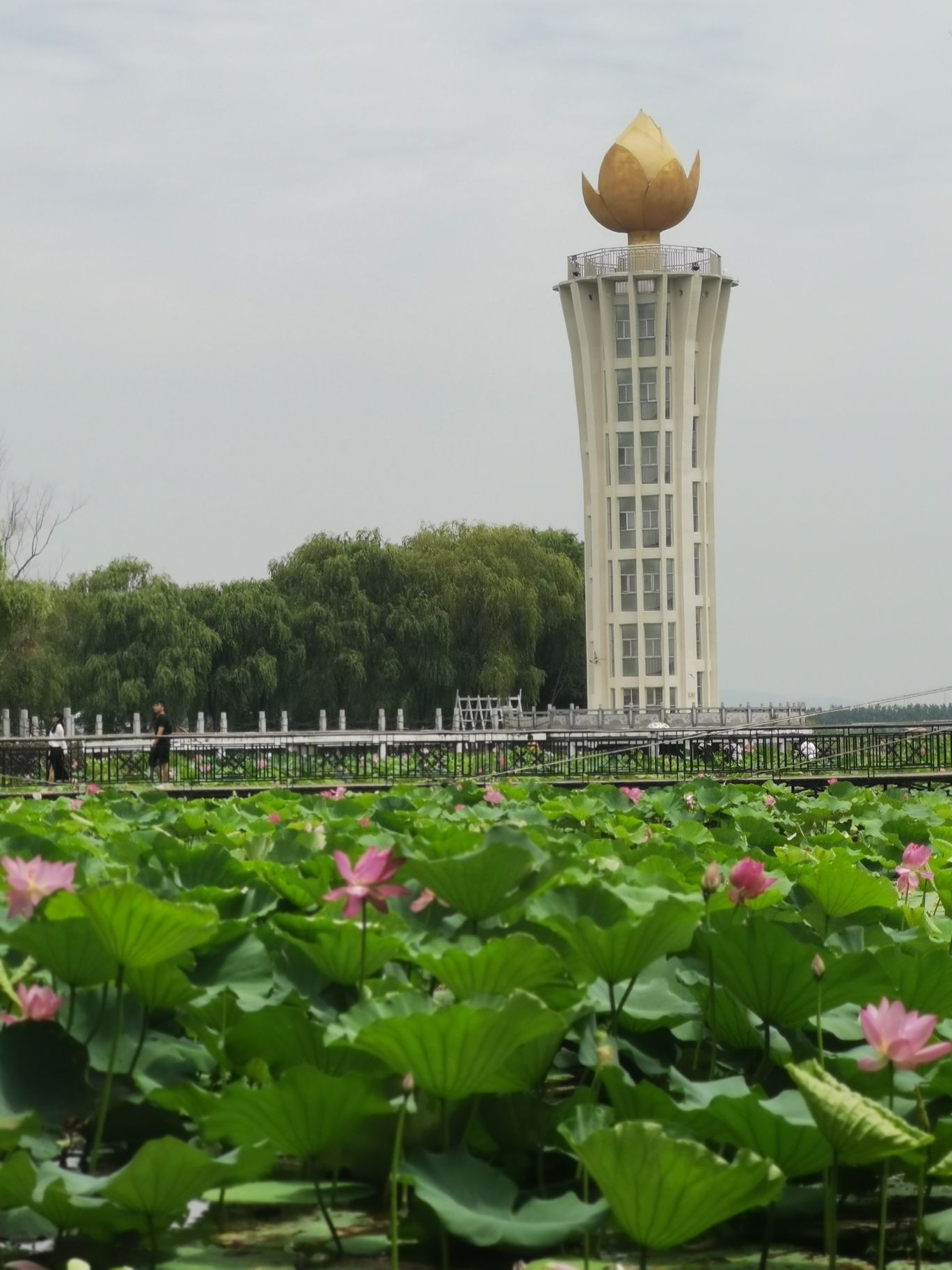 芙蓉国里君山野生荷花世界旅行图片 1