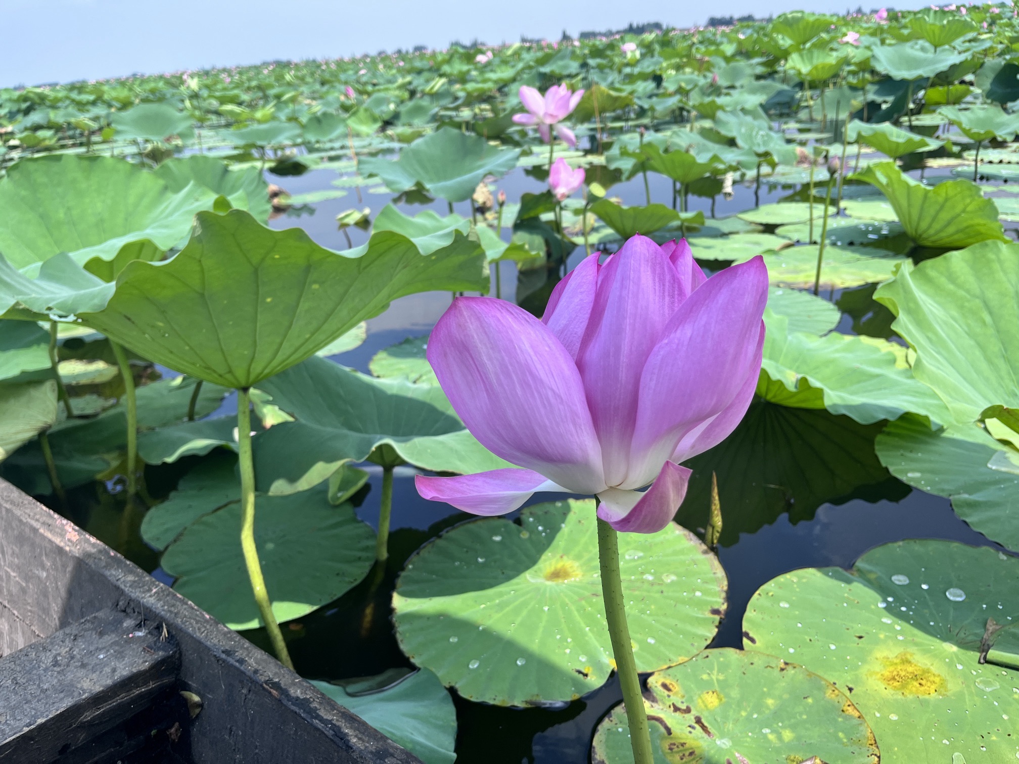 芙蓉国里君山野生荷花世界旅行图片 2