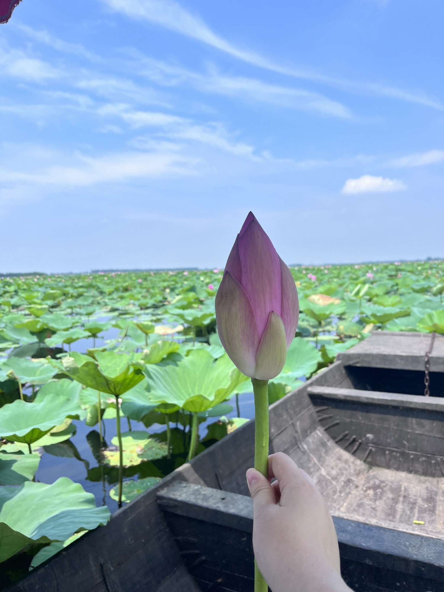 芙蓉国里君山野生荷花世界旅行图片 3