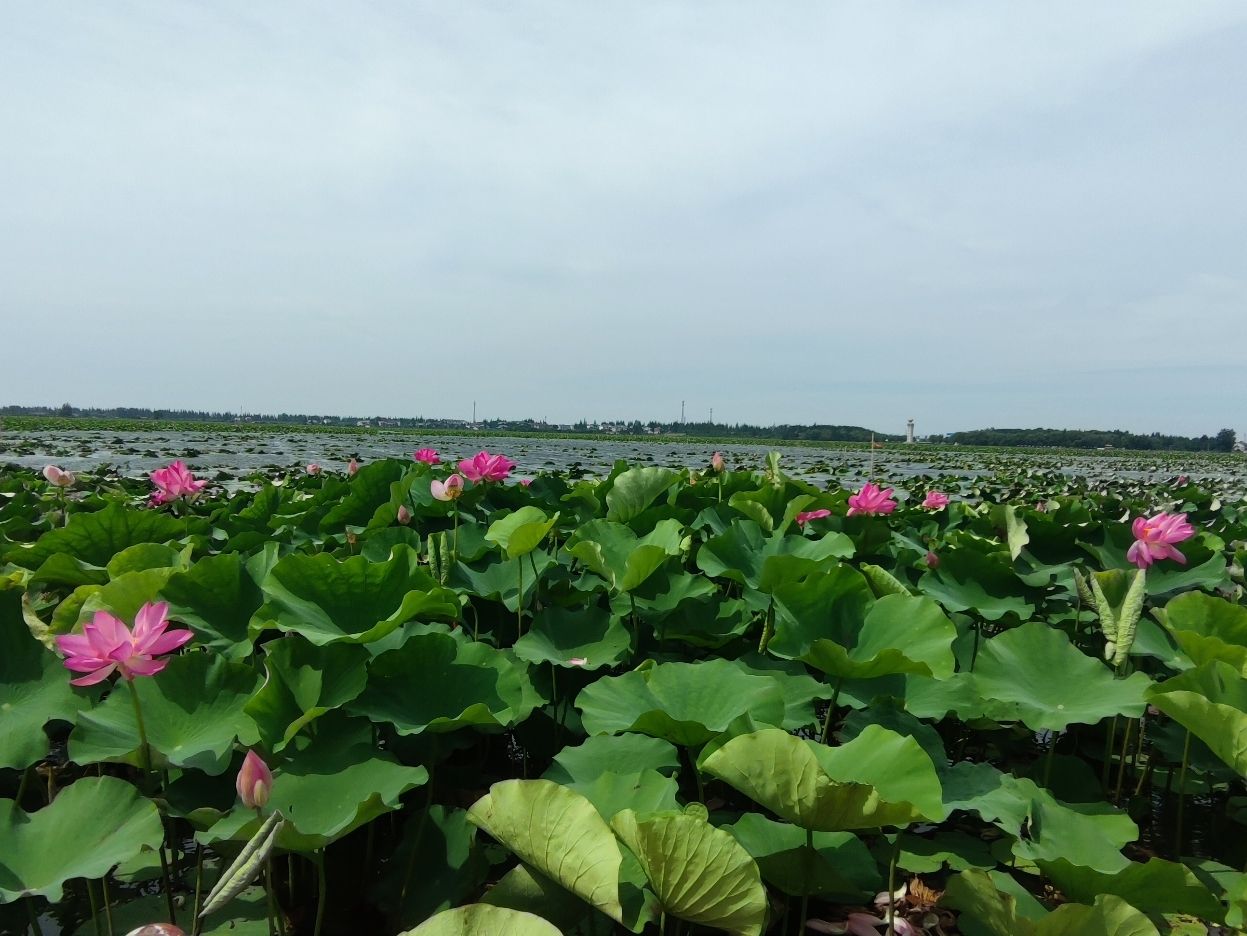芙蓉国里君山野生荷花世界旅行图片 2