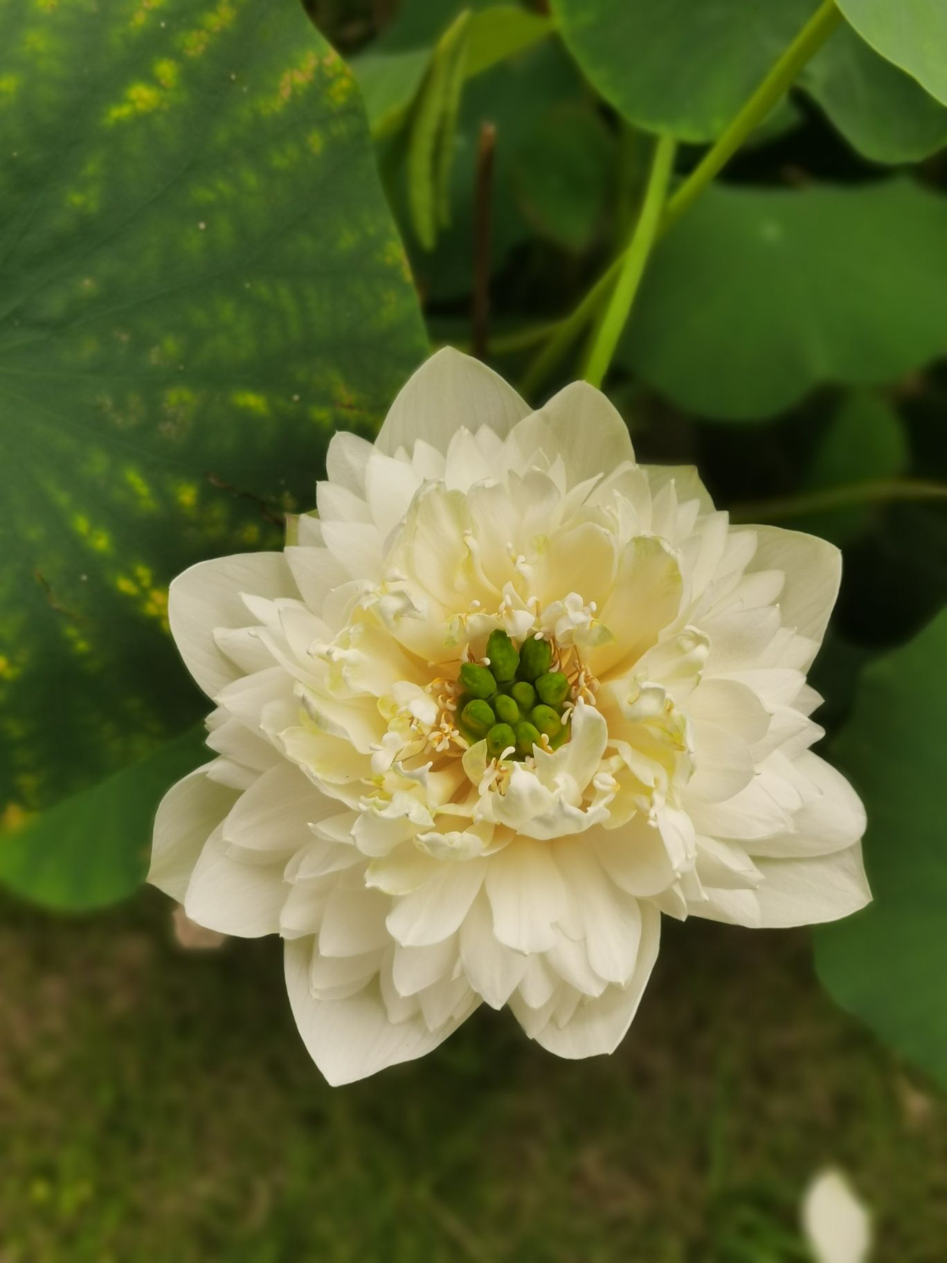芙蓉国里君山野生荷花世界旅行图片 3