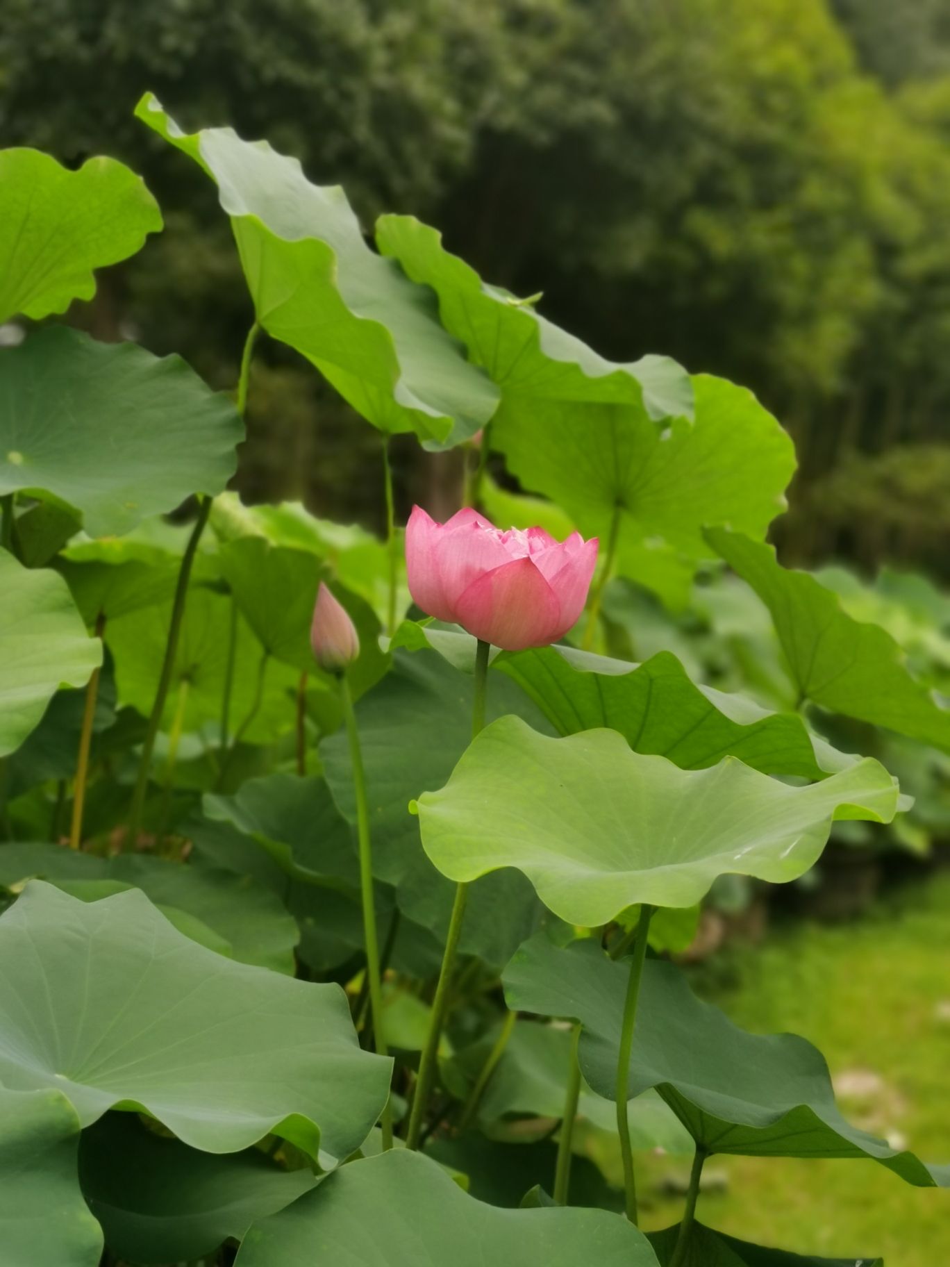 芙蓉国里君山野生荷花世界旅行图片 2