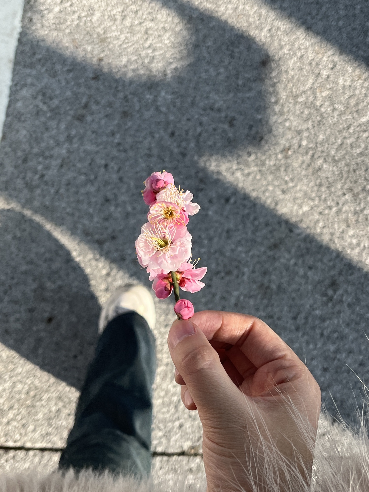大通古镇风景区旅行图片 1
