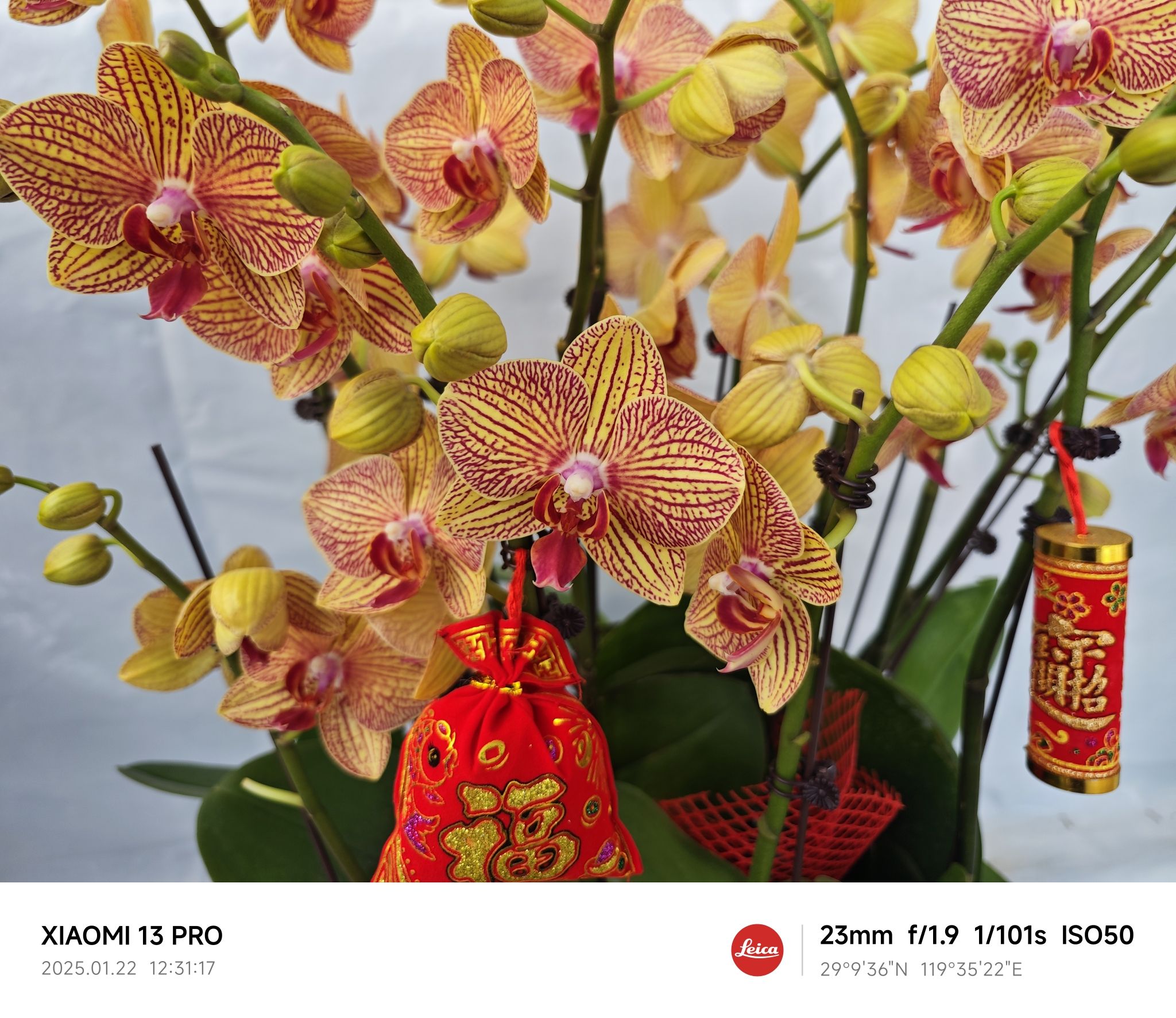 西吴花卉市场