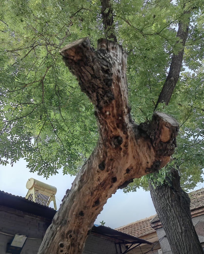 临清市县治遗址(大寺街东)旅行图片 1
