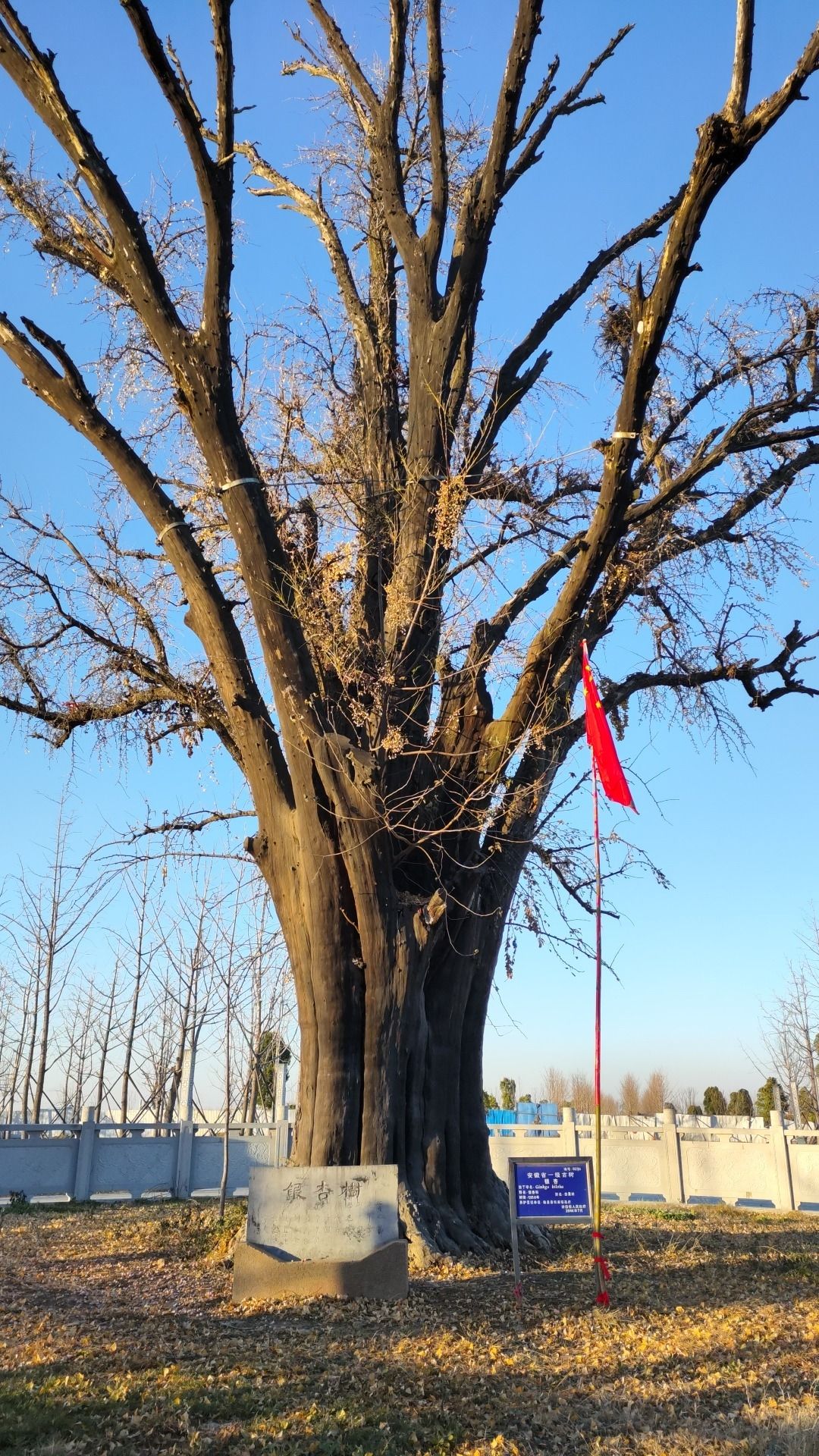 古沈子国遗址公园旅行图片 1