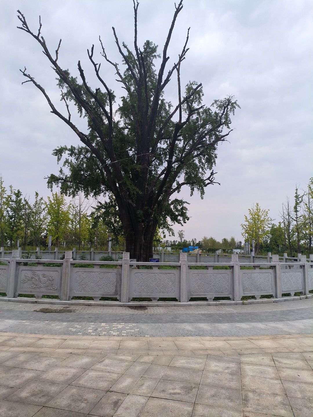 古沈子国遗址公园旅行图片 3