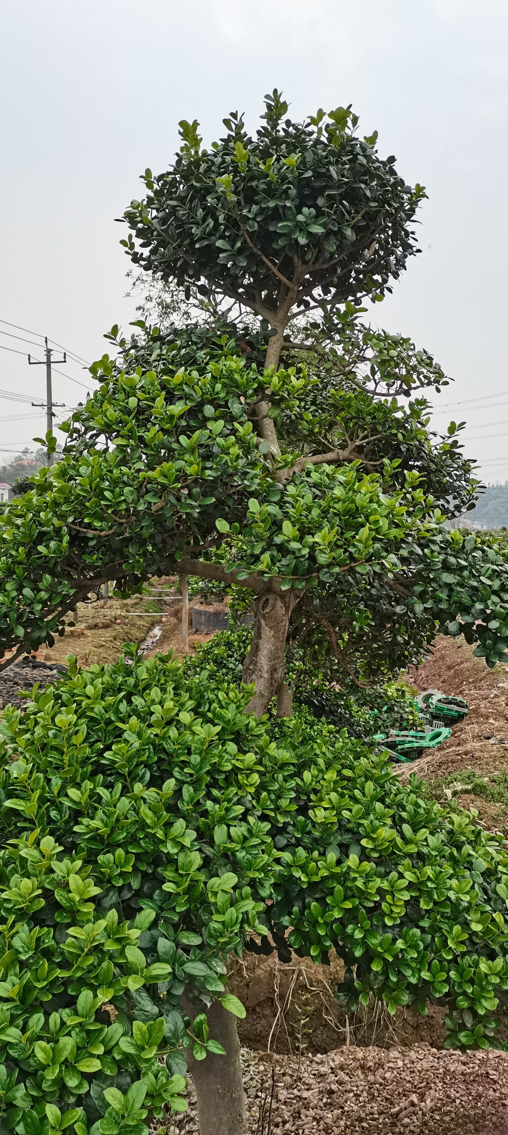 桃花谷旅行图片 1