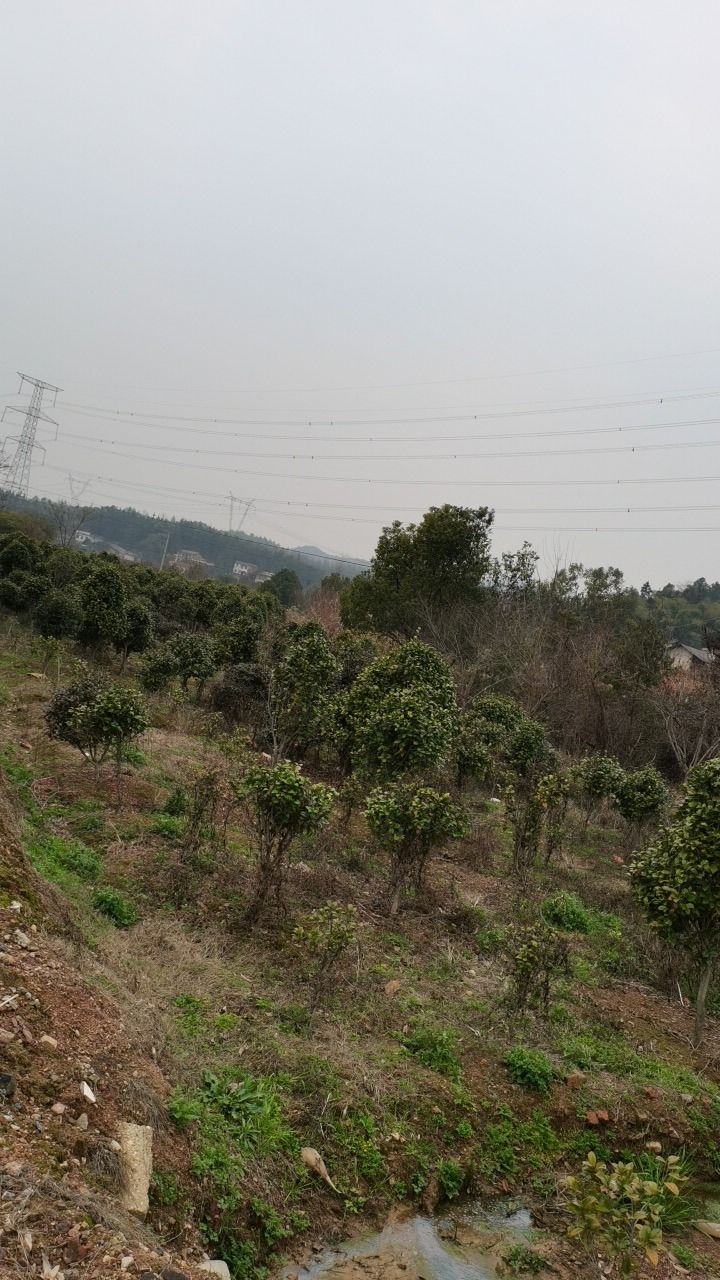 桃花谷旅行图片 2