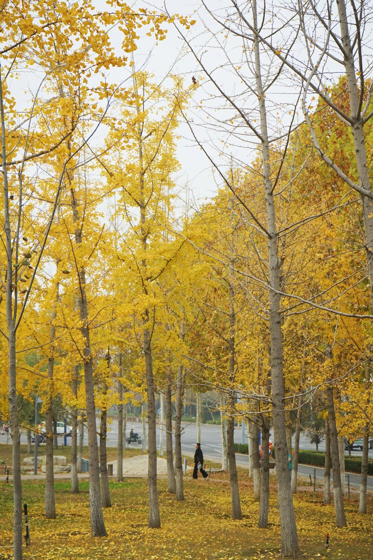 秋月湖公园旅行图片 3