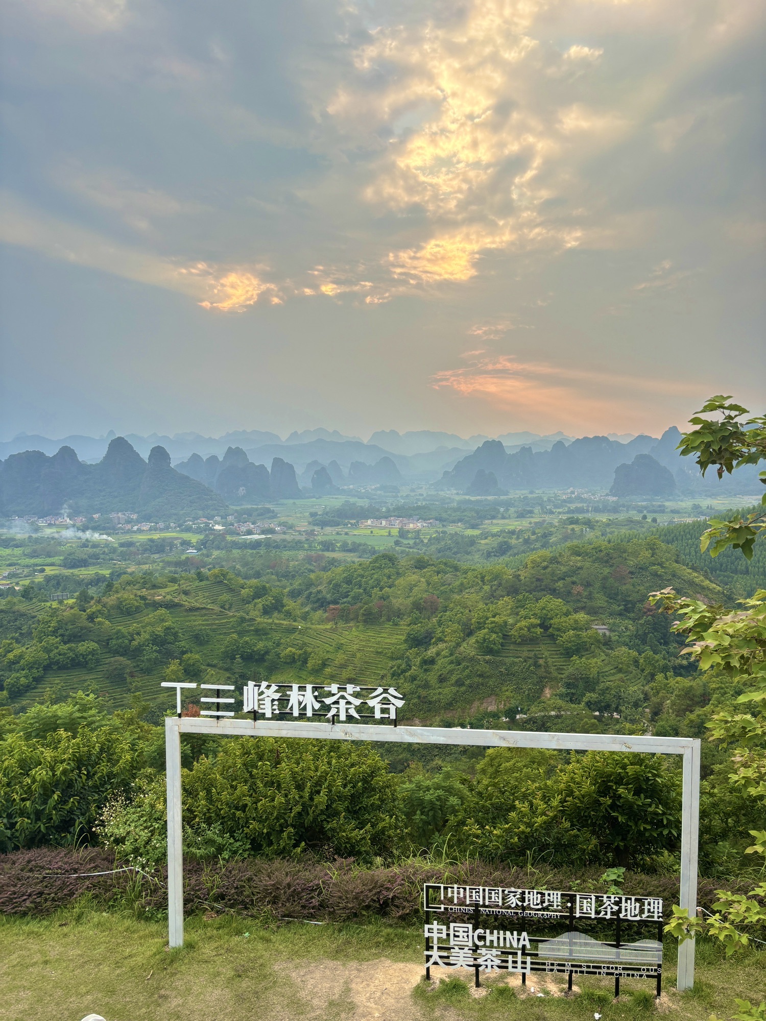 德高信T三有机茶园旅行图片 1