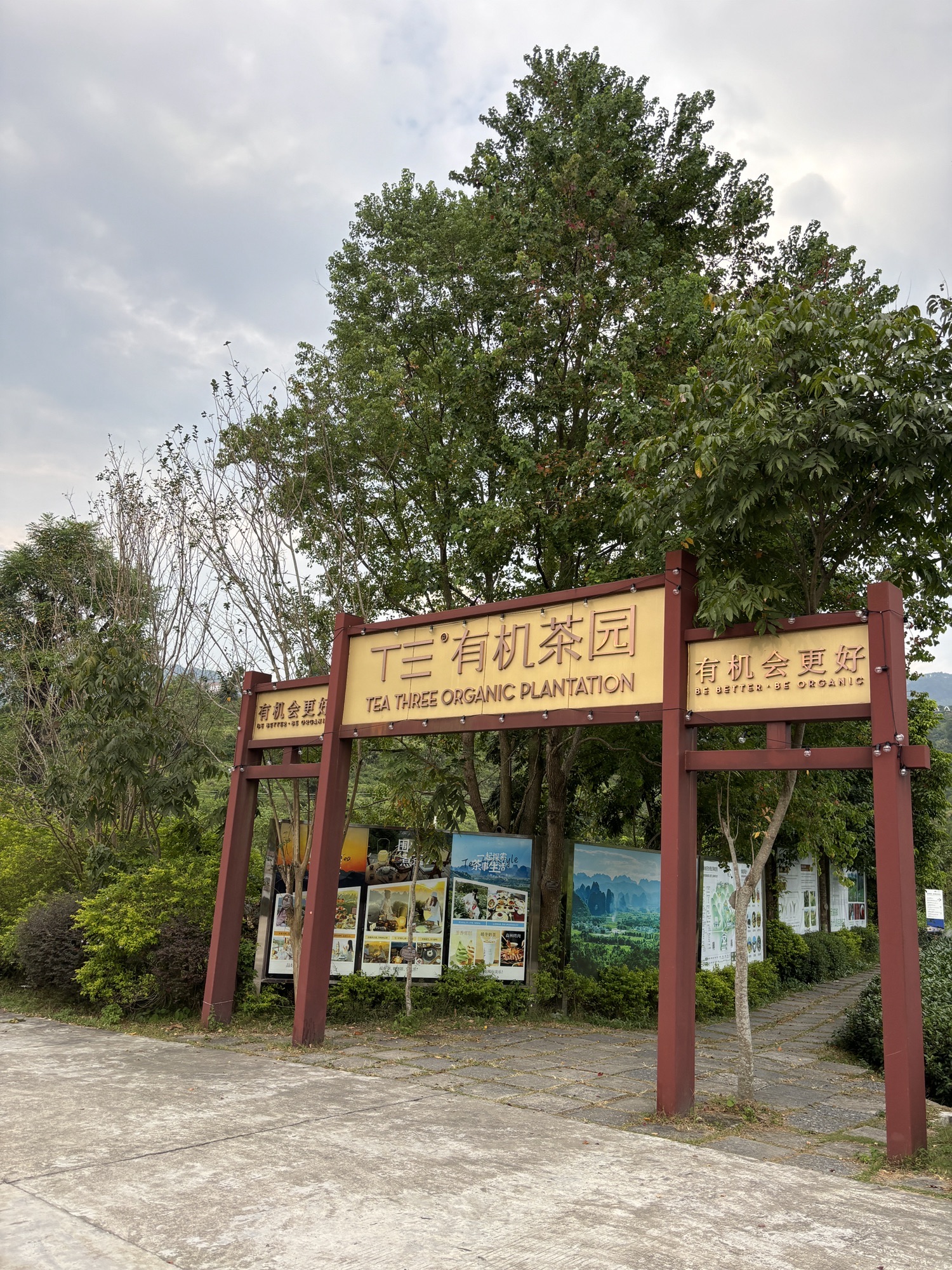 德高信T三有机茶园旅行图片 3